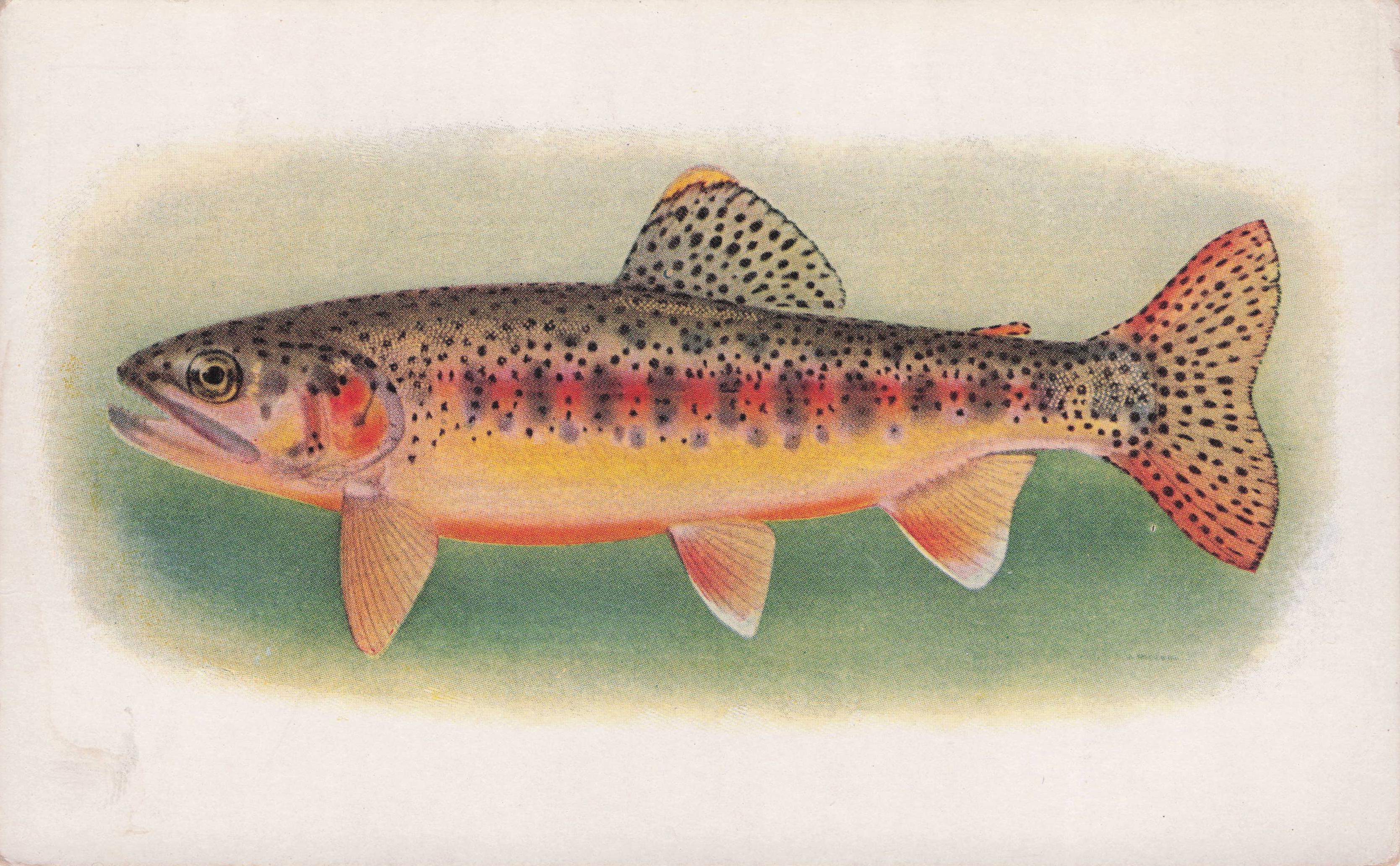 Golden Trout Of Little Kern River Fish California Science Old Postcard