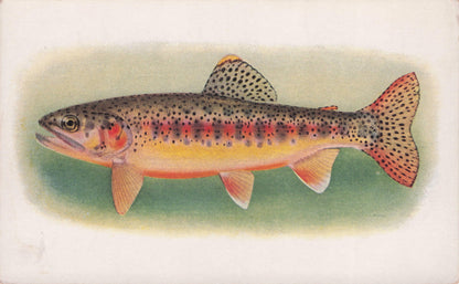 Golden Trout Of Little Kern River Fish California Science Old Postcard