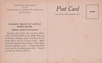 Golden Trout Of Little Kern River Fish California Science Old Postcard