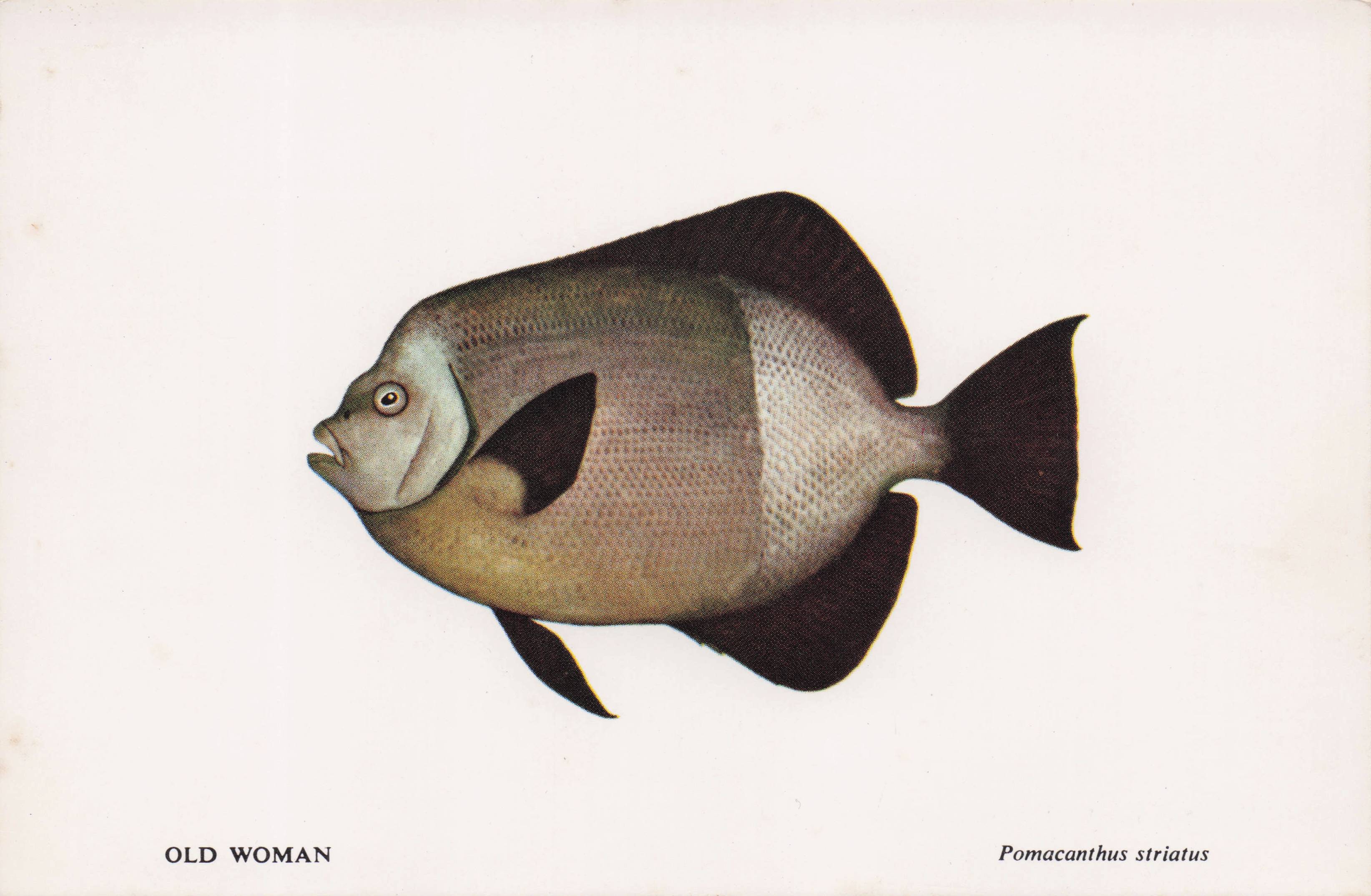 Old Woman Fish Sea Life Durban African Aquarium Postcard