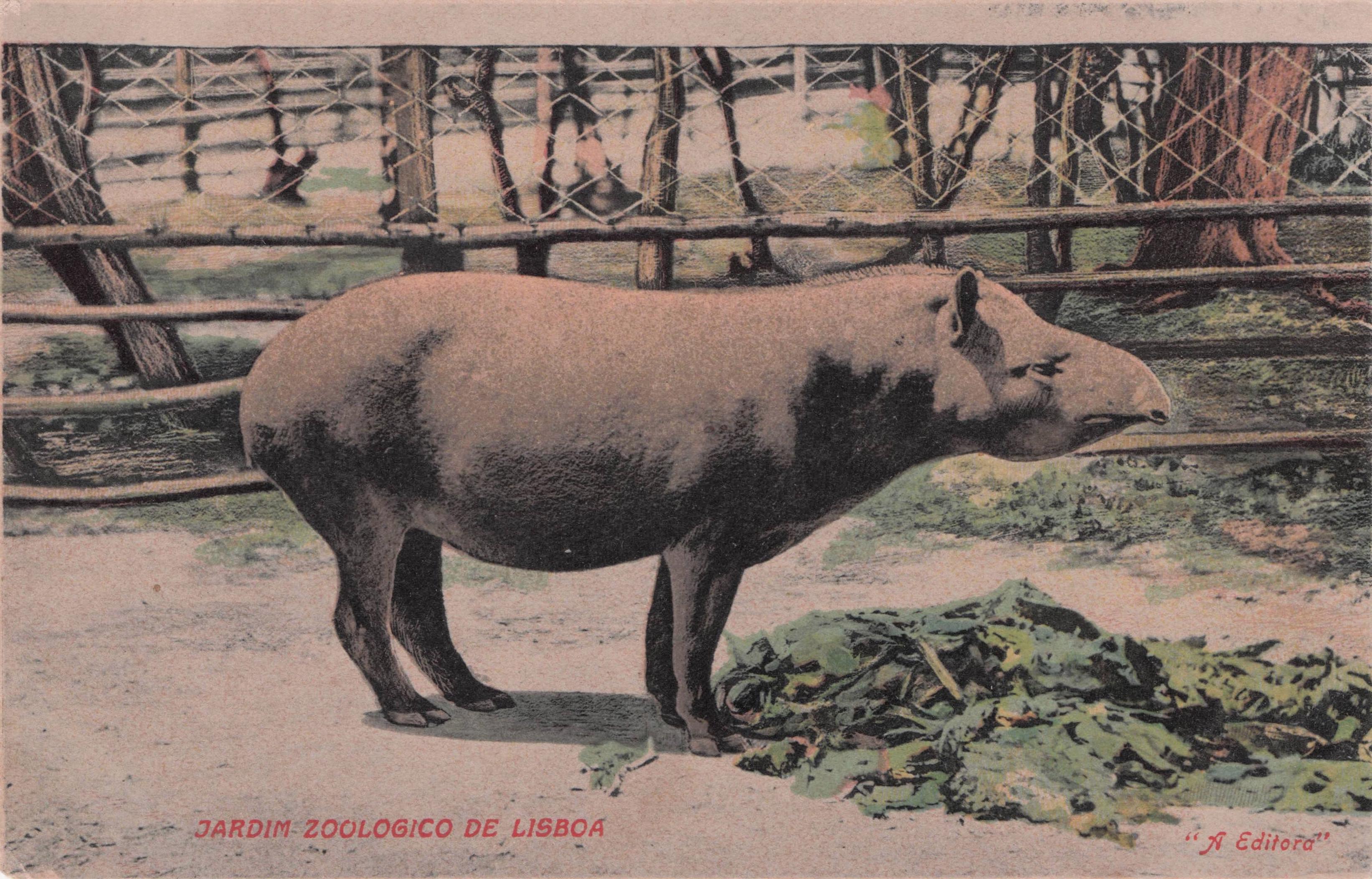 Rhinoceros at Portugal Zoo Zoologico De Lisboa Old Postcard
