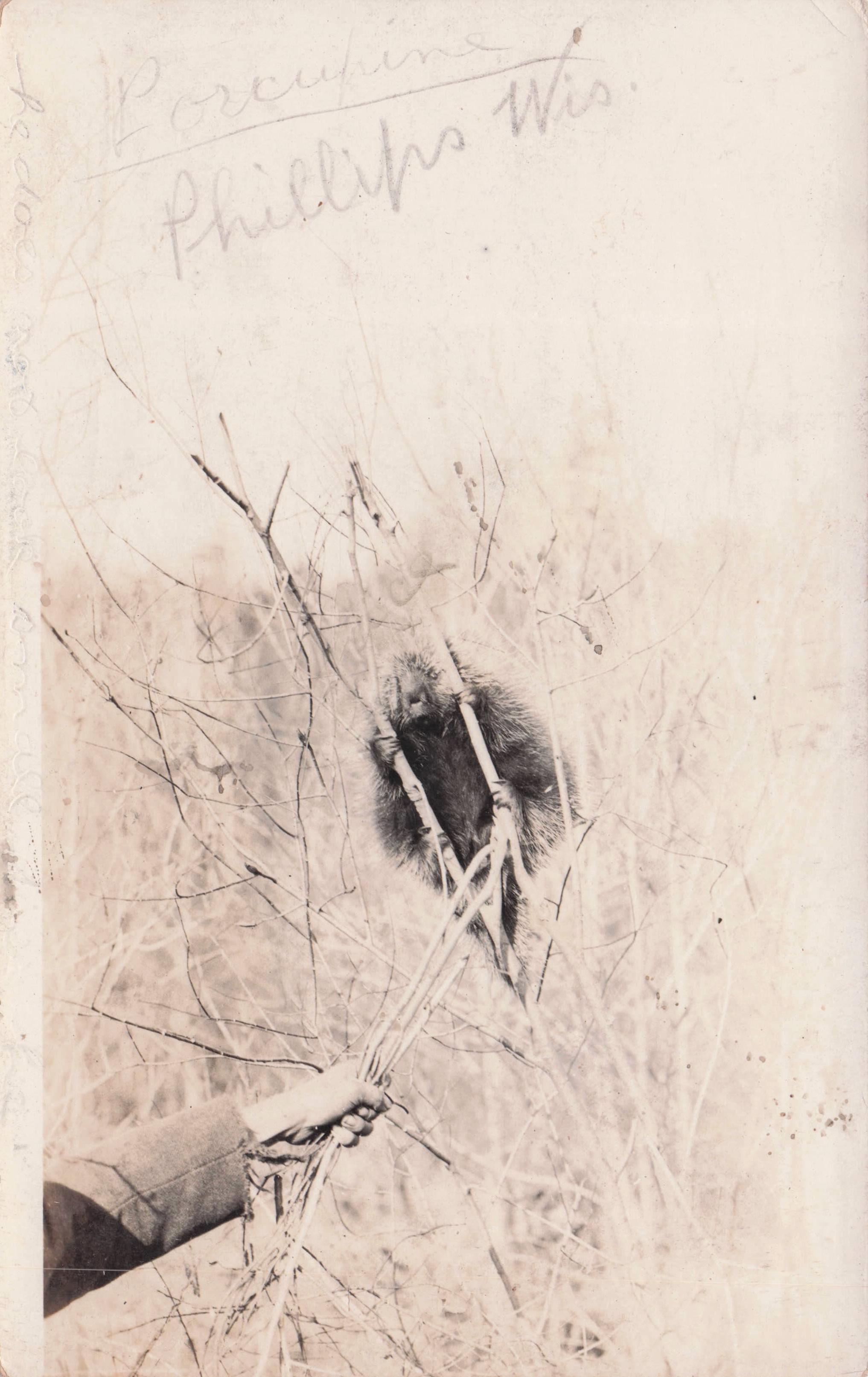 Philippines Porcupine 1919 Real Photo Owner Encounter Postcard