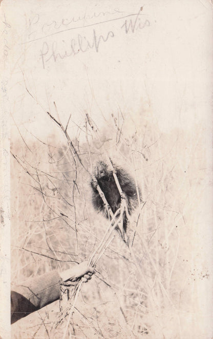 Philippines Porcupine 1919 Real Photo Owner Encounter Postcard