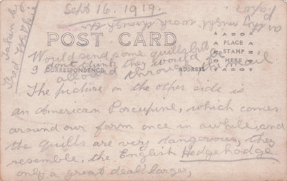 Philippines Porcupine 1919 Real Photo Owner Encounter Postcard