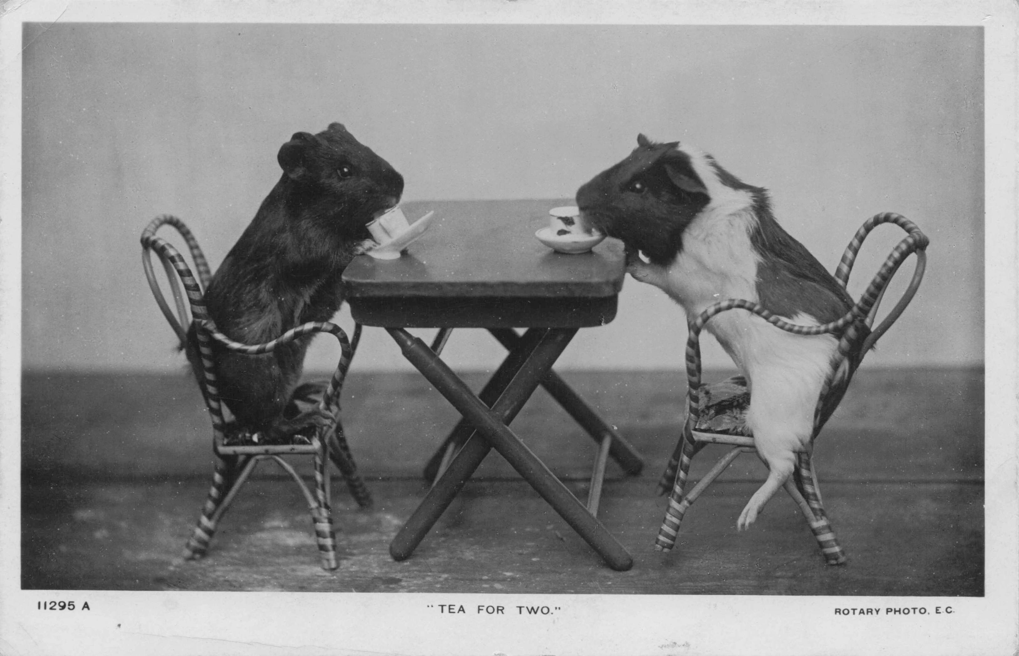 Tea For Two Mouse Hamster Gerbil Party Real Photo Old Postcard