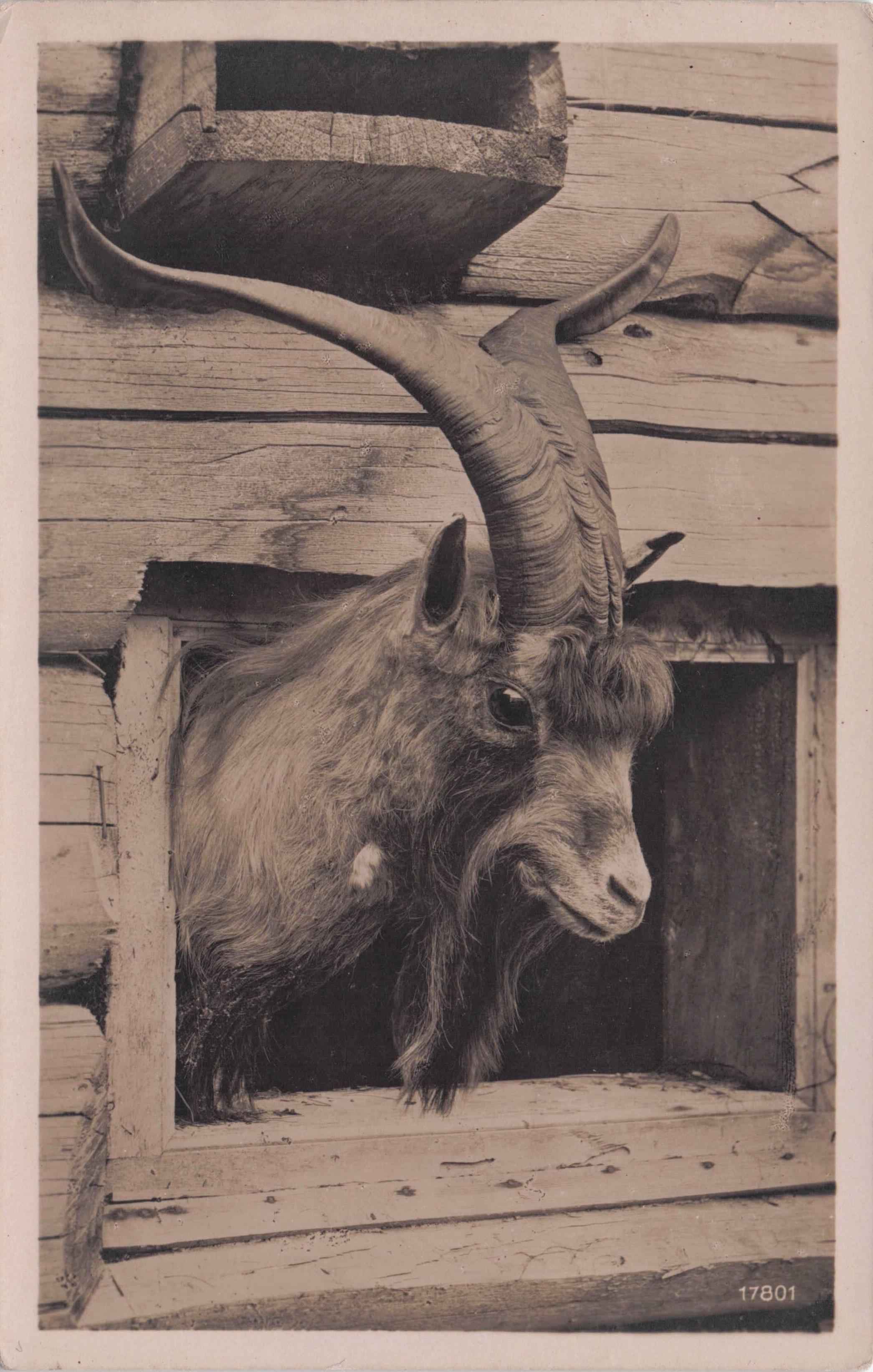 Satanic Ram Goat Giant Horns At House Hatch Old Real Photo Postcard