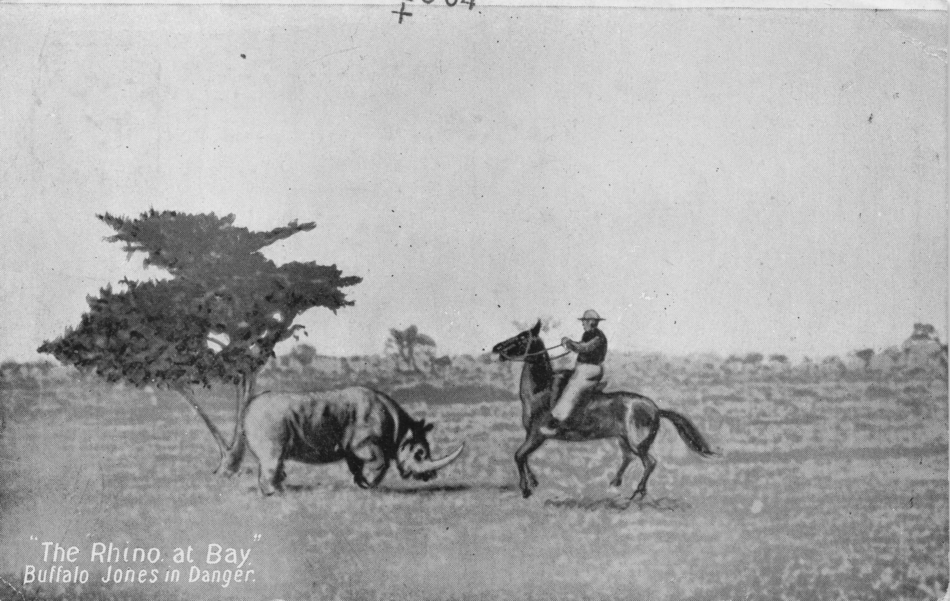 Buffalo Jones Cowboy Rodeo vs Rhinoceros Old Postcard