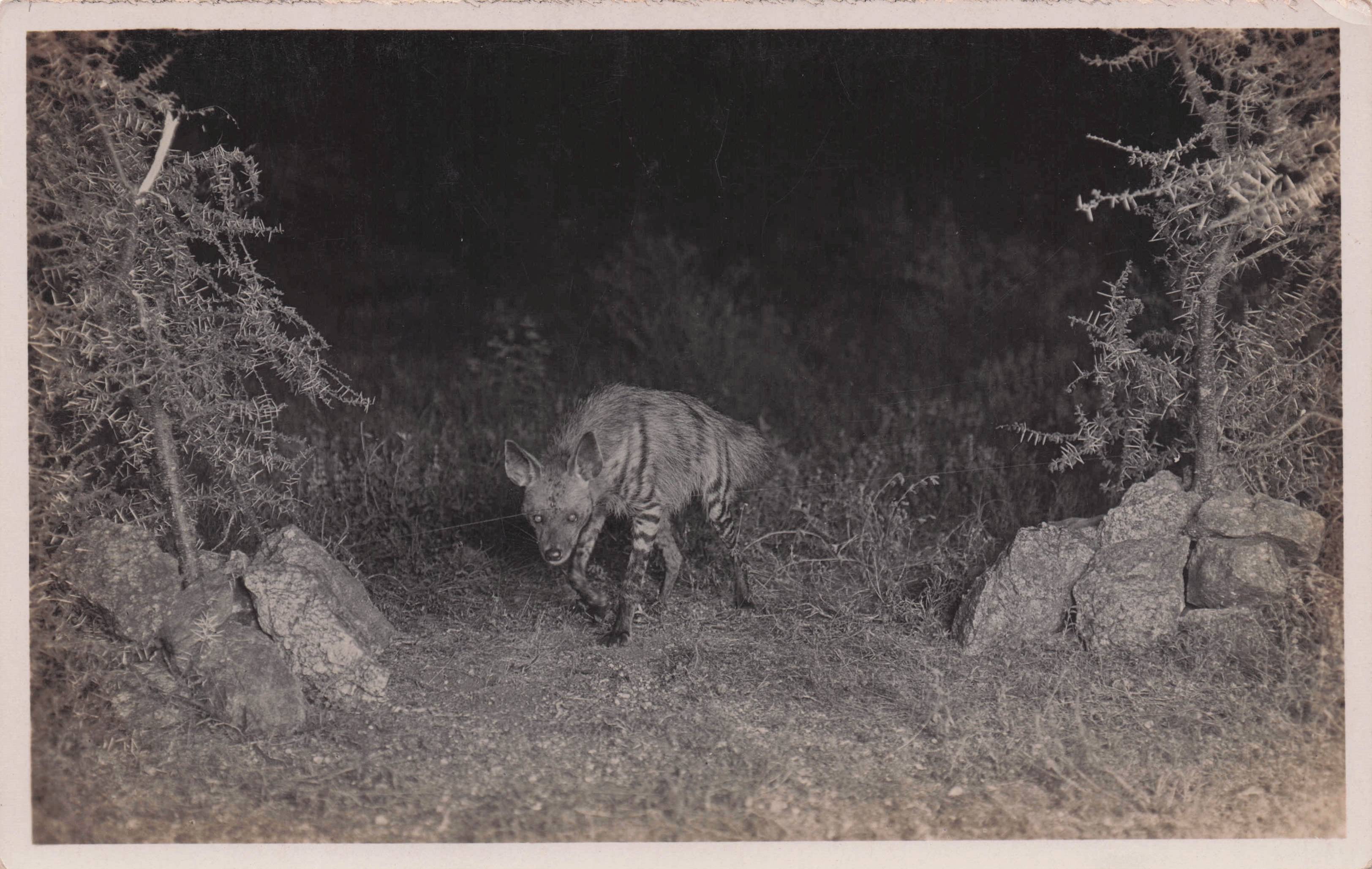 Amazing Unidentified Mombasa Hunting African Animal Old Postcard