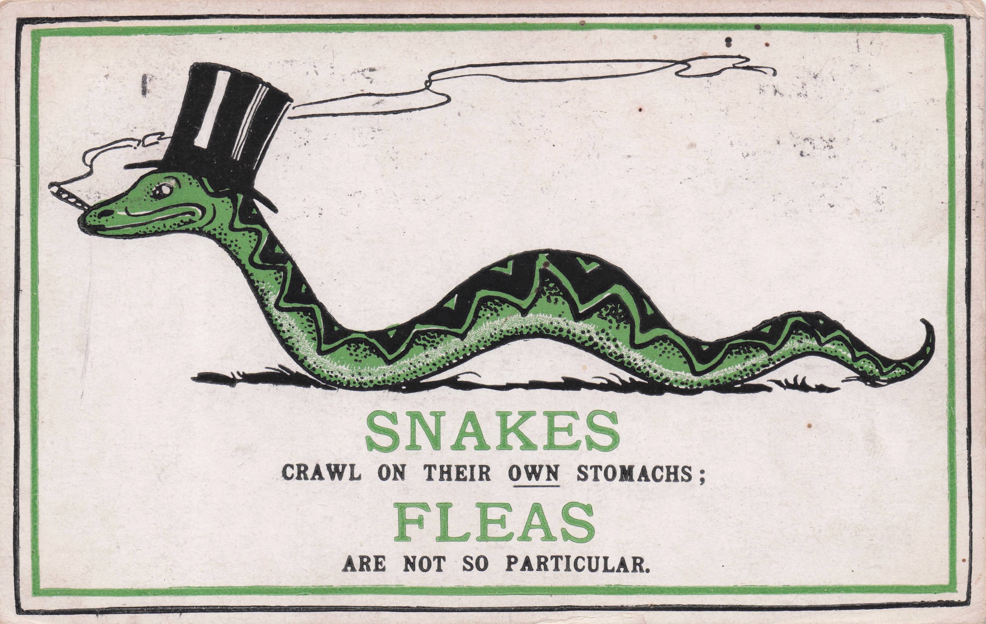 Smoking Top Hat Snake Reptile Fleas Antique Comic Postcard