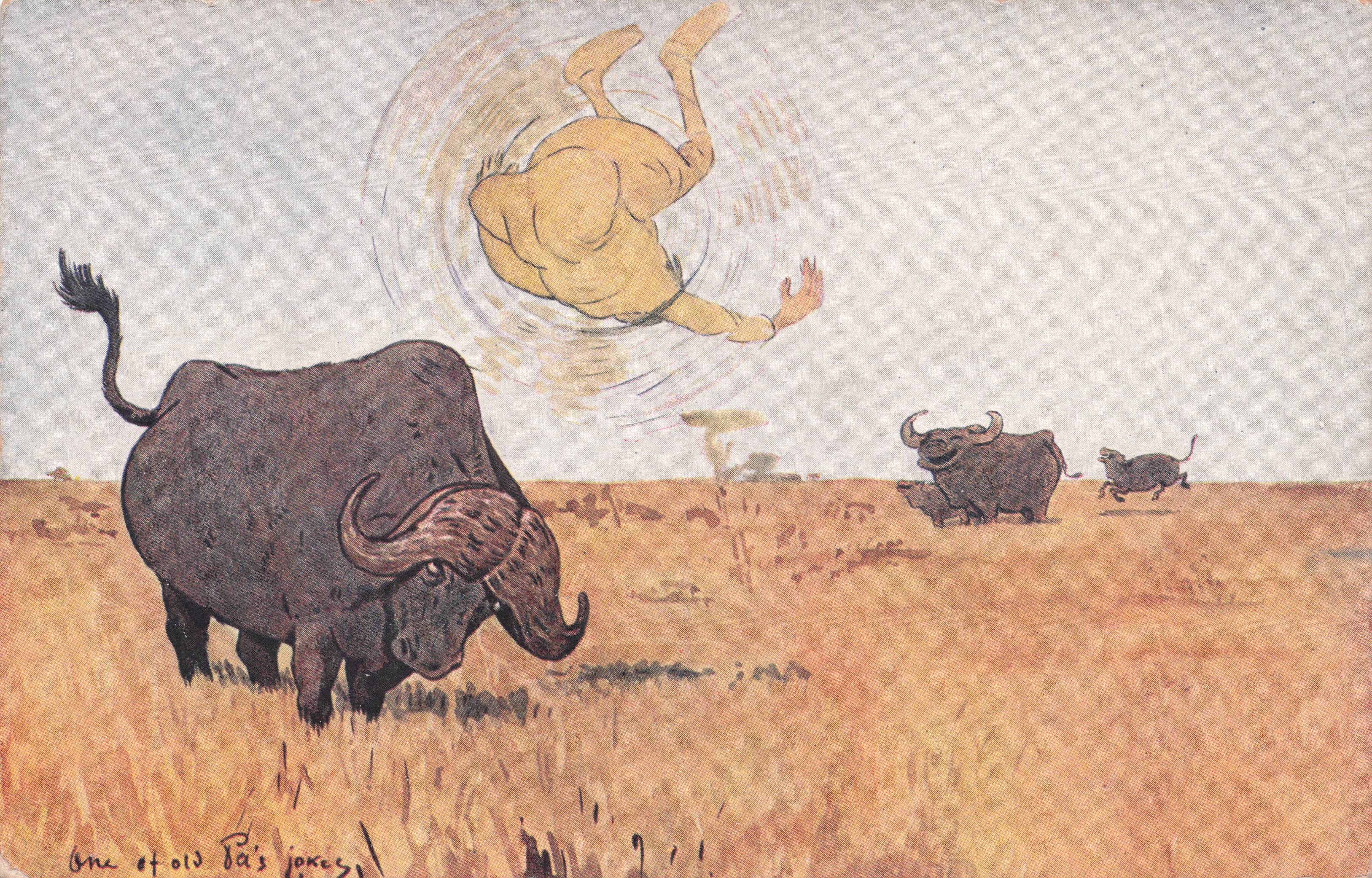 Bulls Playing Football With Naked Man Antique Comic Postcard