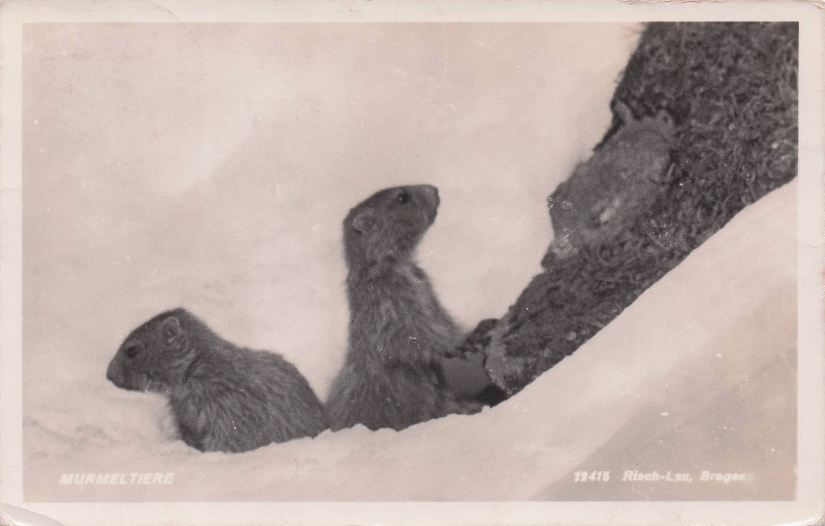 Murmeltiere German Marmot Squirrel Antique RPC Postcard