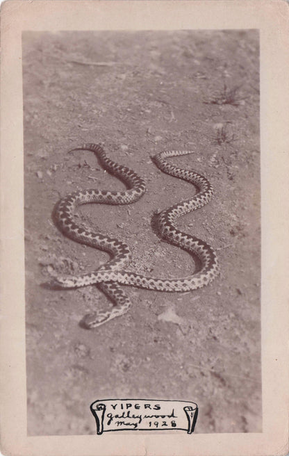 1928 Vipers Hand Drawn Snakes Antique Real Photo Postcard