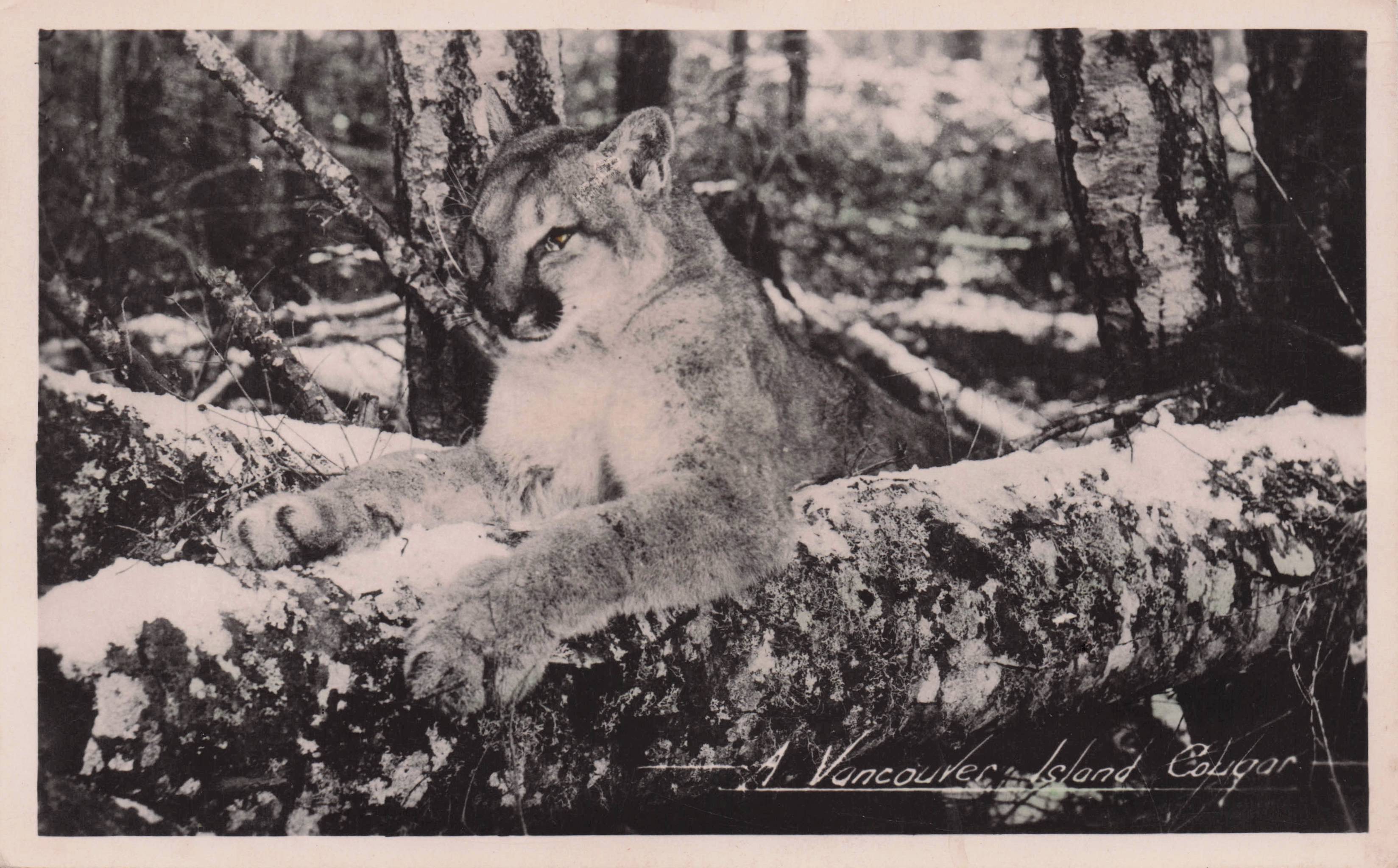 Vancouver Island Canada Cougar Antique Real Photo Postcard