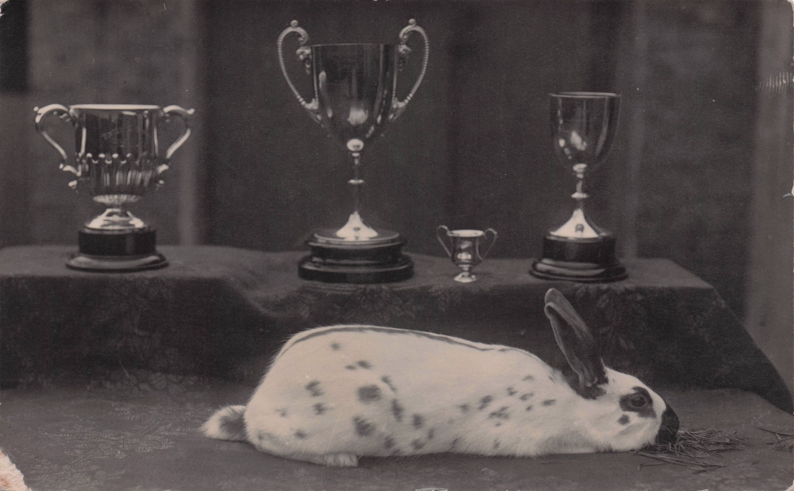 Sleeping Or Dead Rabbit Animal By Dorset Trophy Cabinet Old Postcard