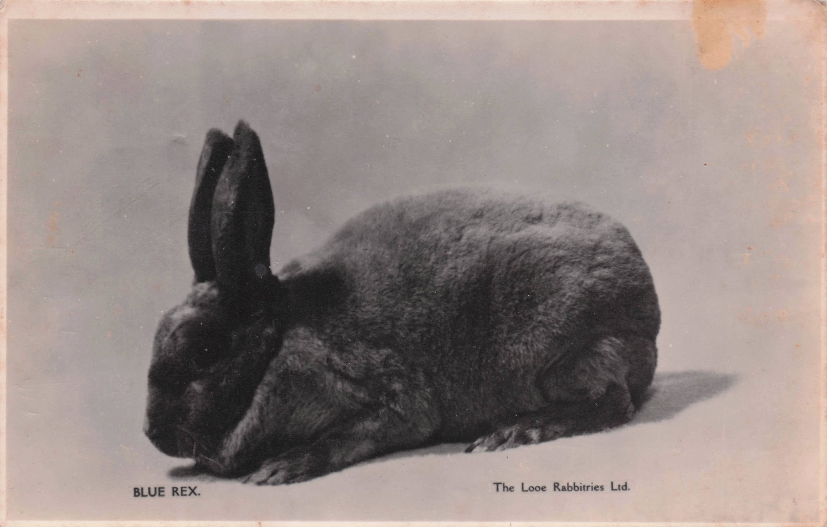 Looe Cornwall Rabbitries At Fish Market Puppets Old Rabbit Postcard