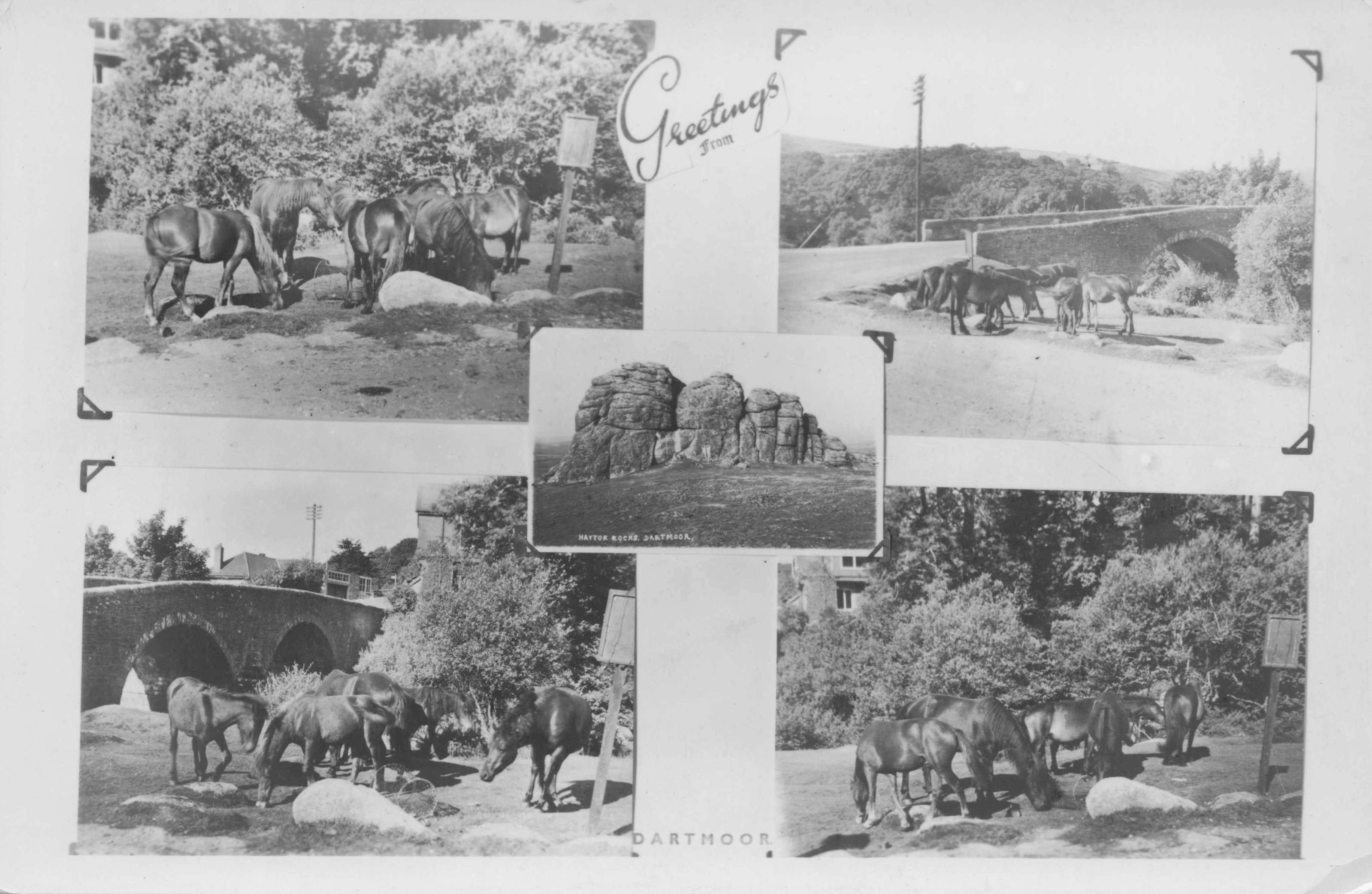 Greetings From Dartmoor Horses Ponies Old 5x Multi View RPC Postcard