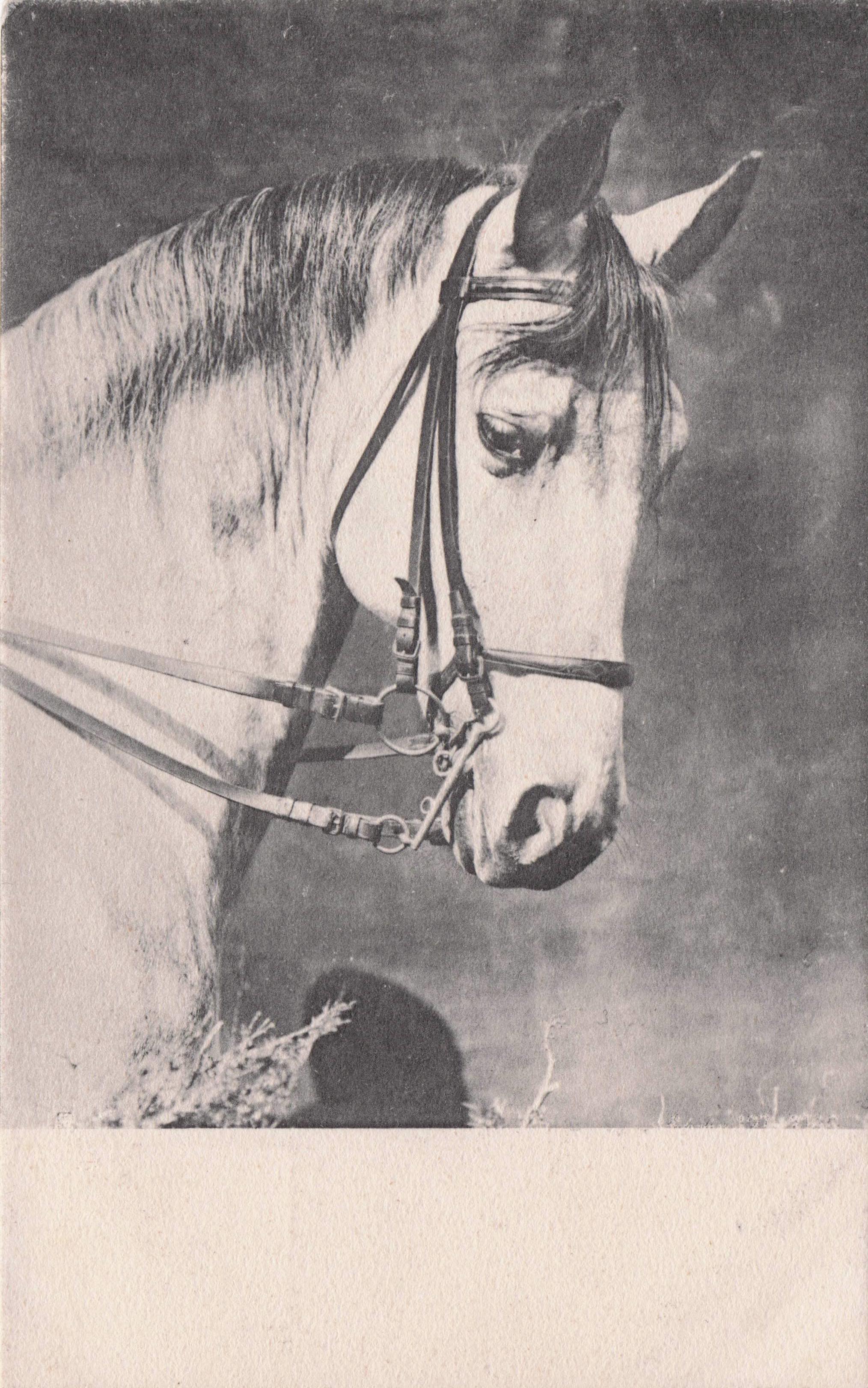 Raphael Tuck Show White Horse 0069 Berlin Series Old Postcard