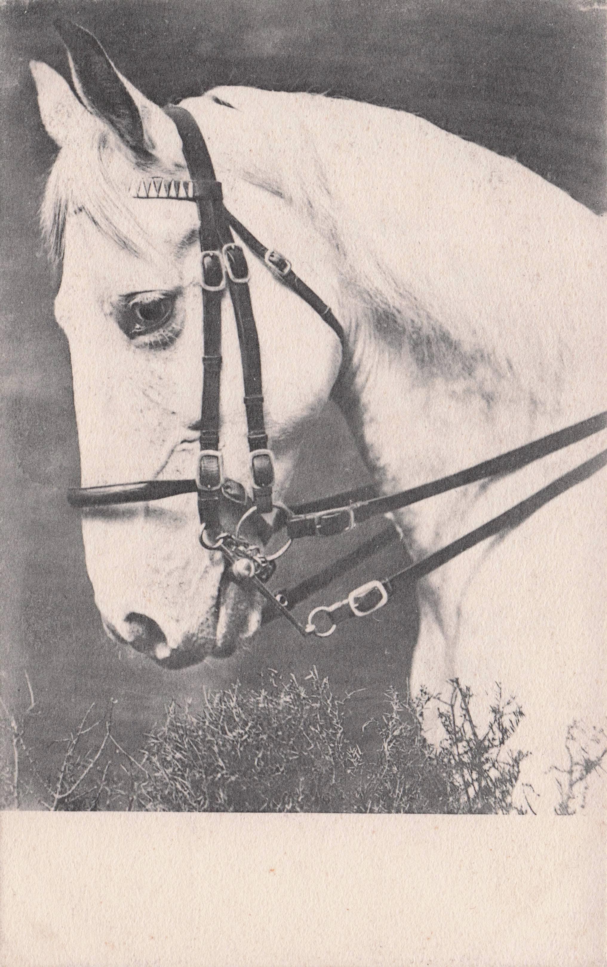 Raphael Tuck Show White Horse 0069 Berlin Series Old Postcard