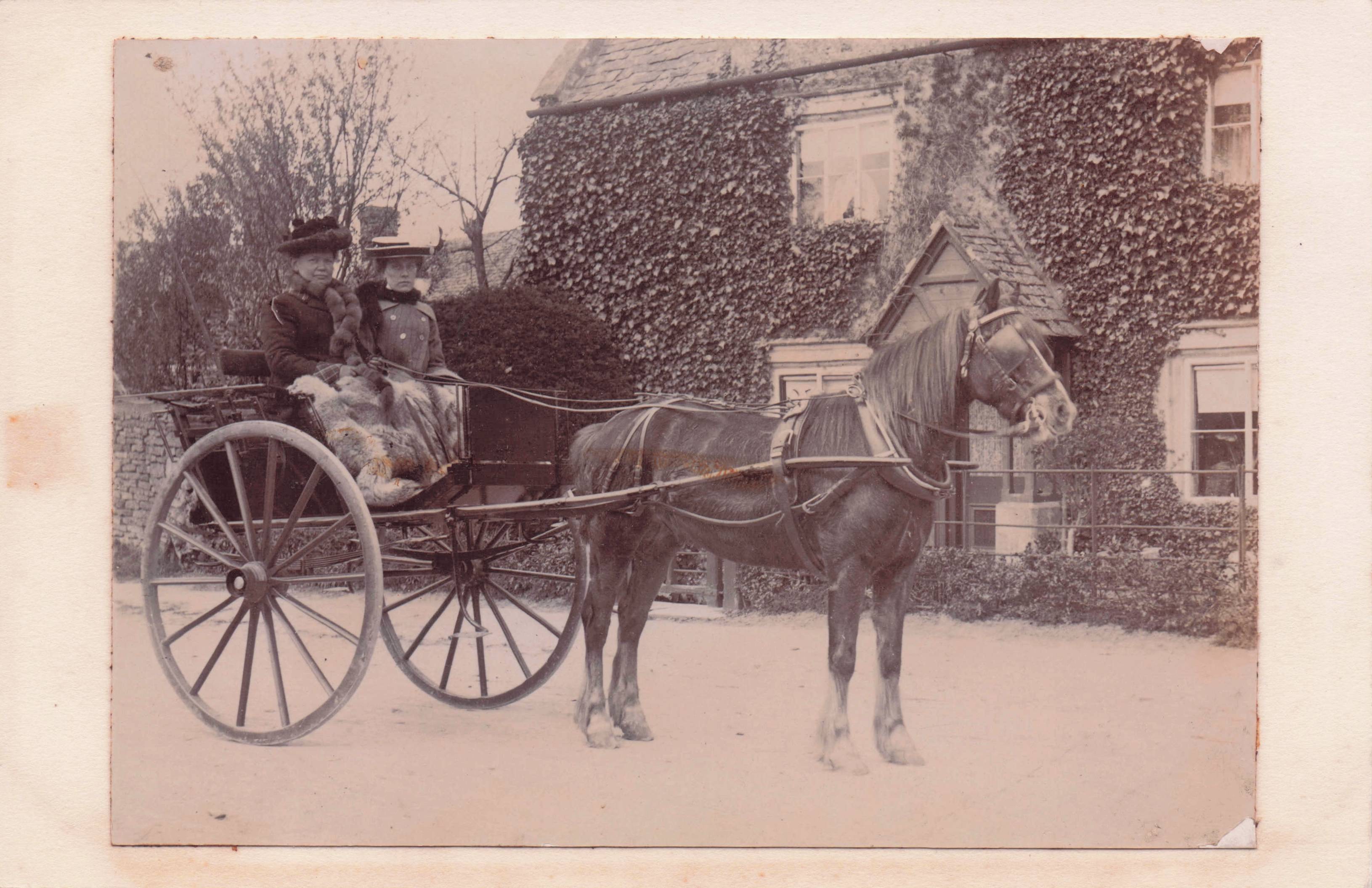 Eccentric Old Horse Owners Transport Amazing Art Reverse Postcard