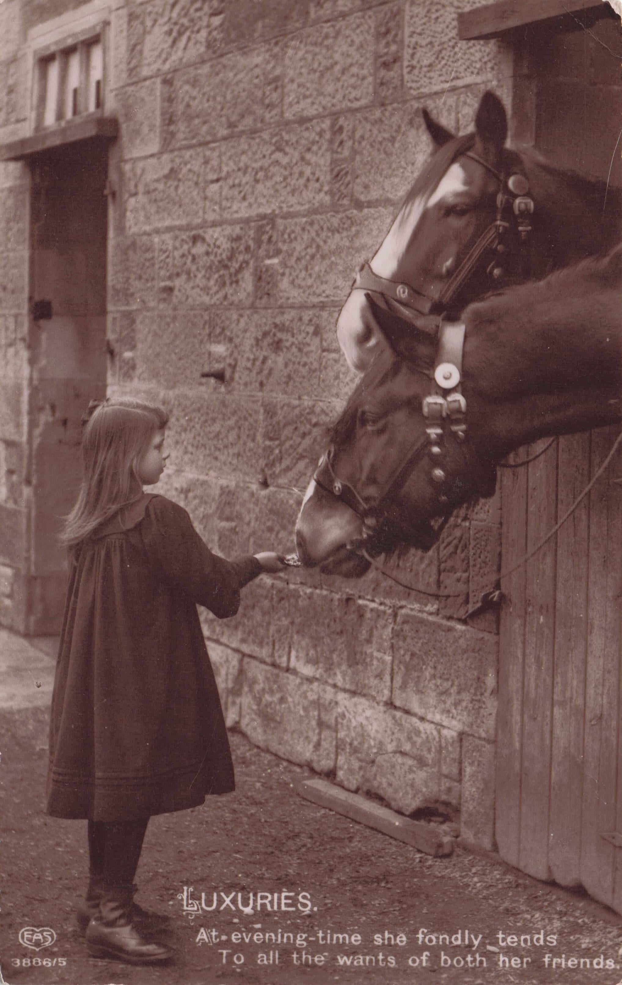 Posh Girl at Stables Feeding Horses By Hand Luxuries Old RPC Postcard