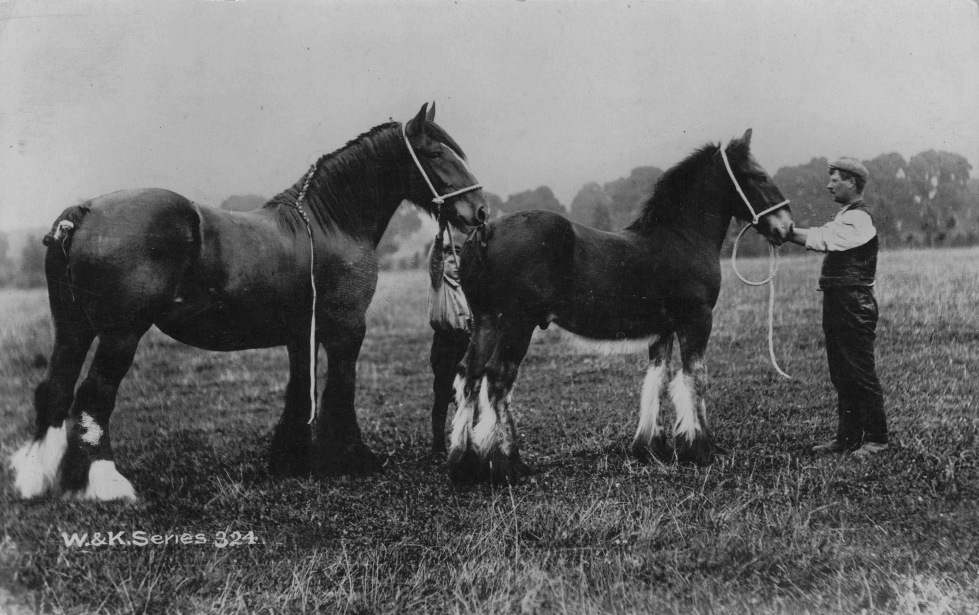 Father & Son Attending To Roping Horses Antique RPC Postcard