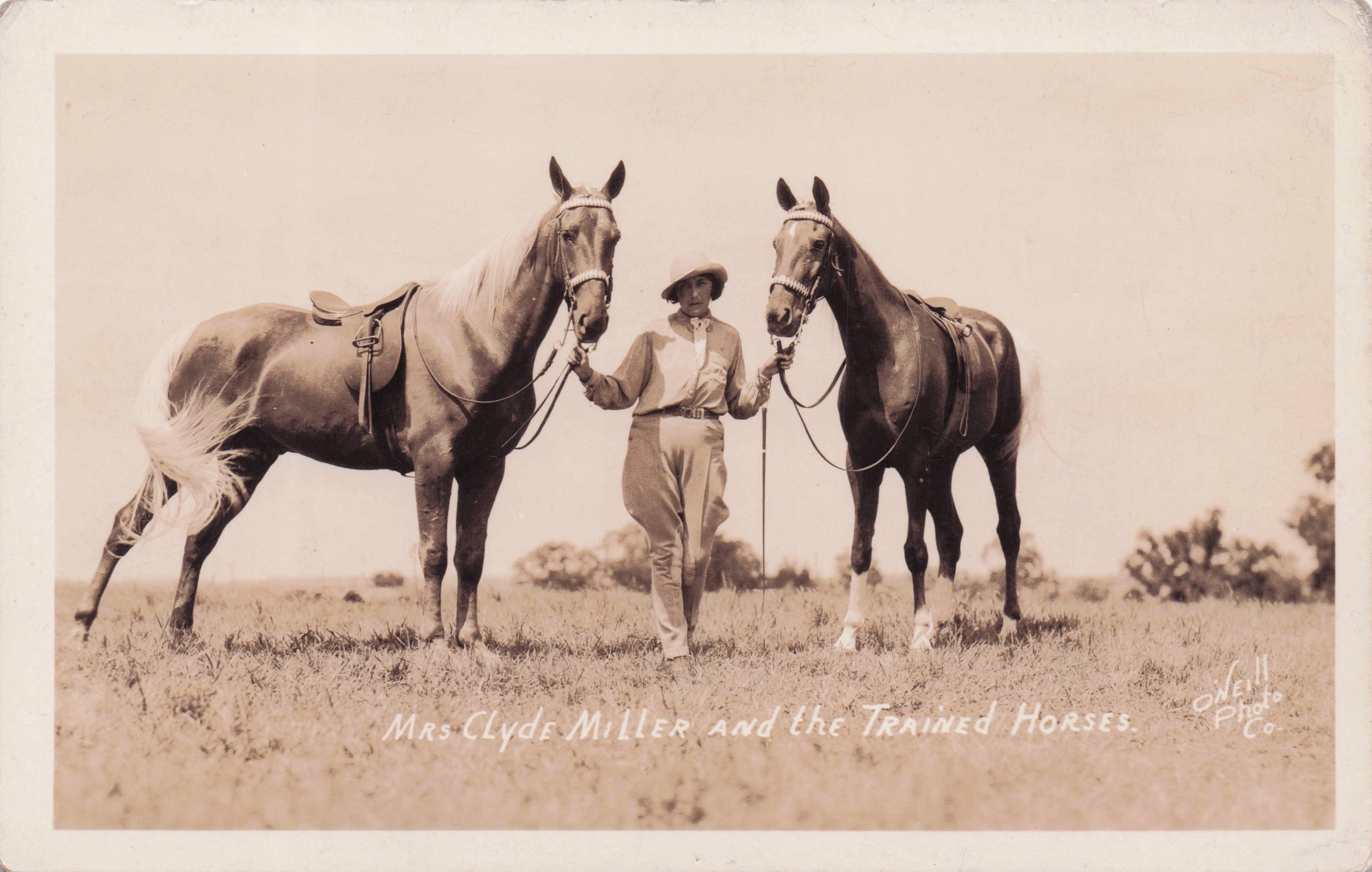 Mrs Clyde Miller Rodeo Cowboy Trained Horses Old Real Photo Postcard