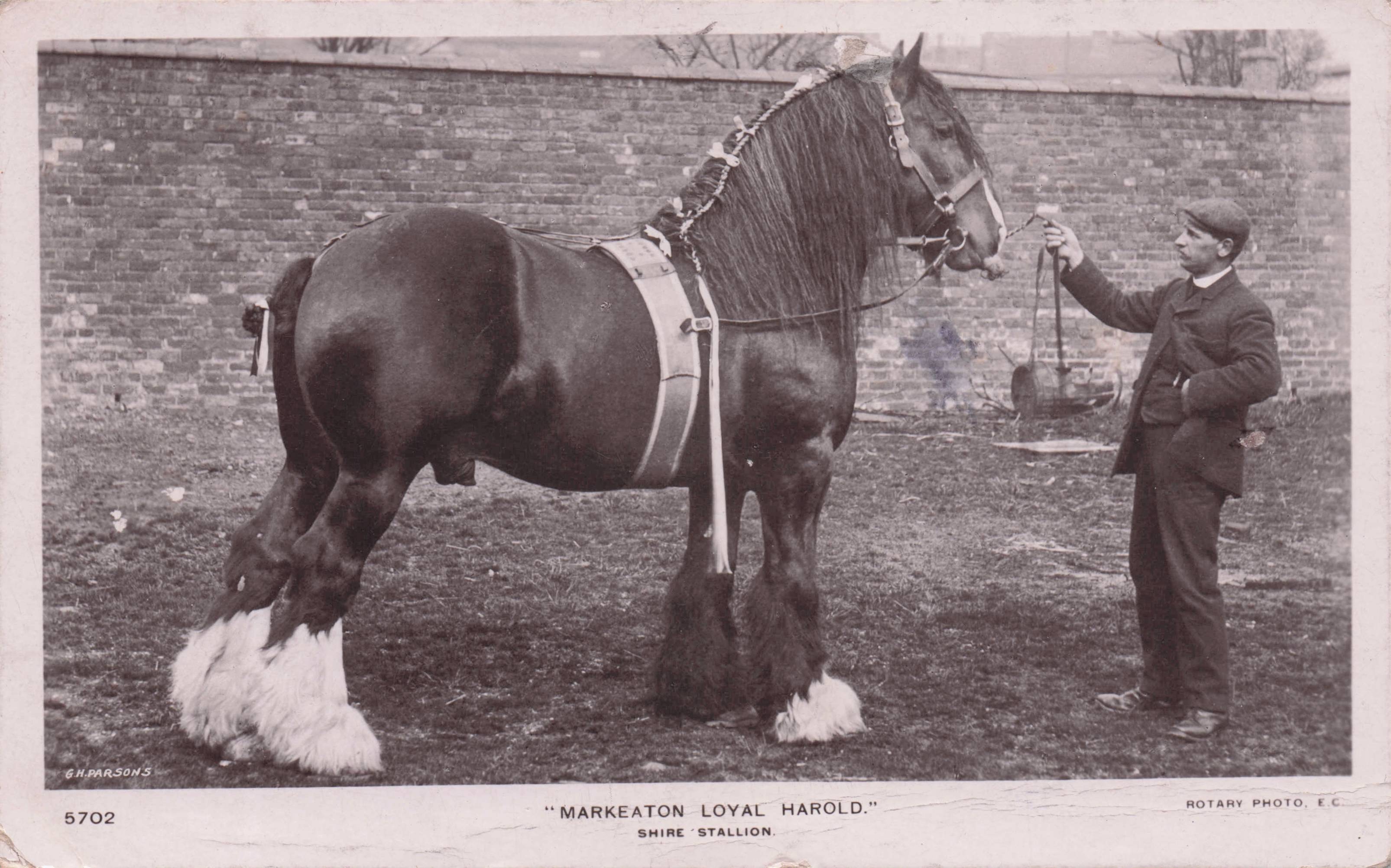 Markeaton Loyal Harold Stallion Horse Old Real Photo Postcard