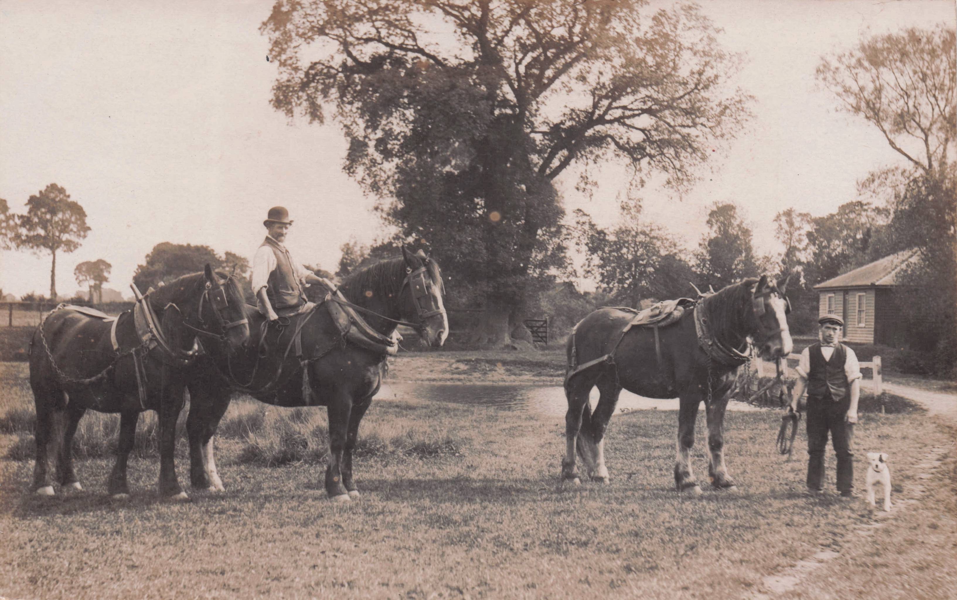 Rochford Essex Horse Stables Staff & Dog Old Real Photo Postcard