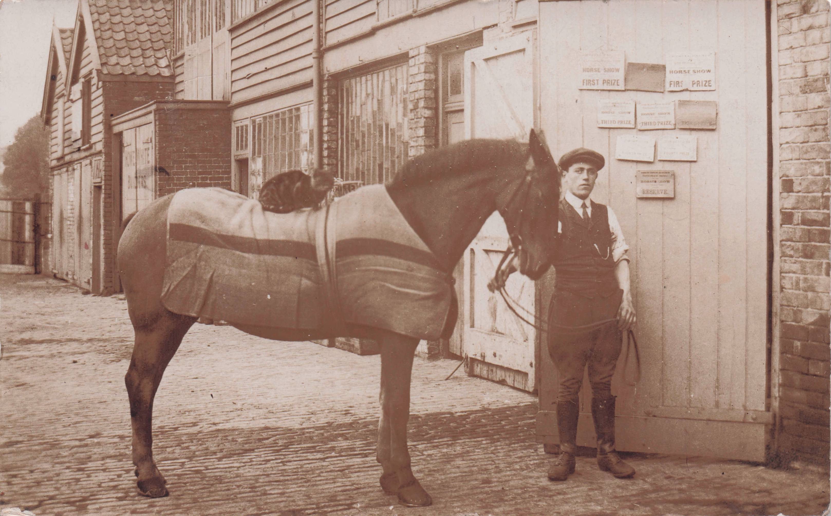 Prize Winning Horse Awards & Stables Old Real Photo Postcard