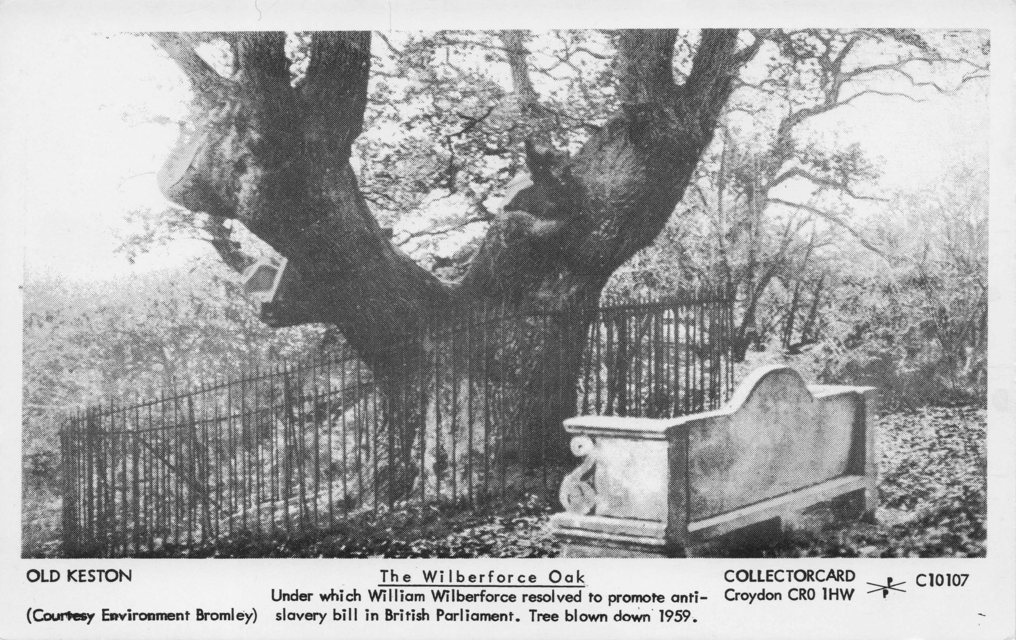 Wilberforce Oak Anti Slavery Tree Old Keston London Photo Postcard