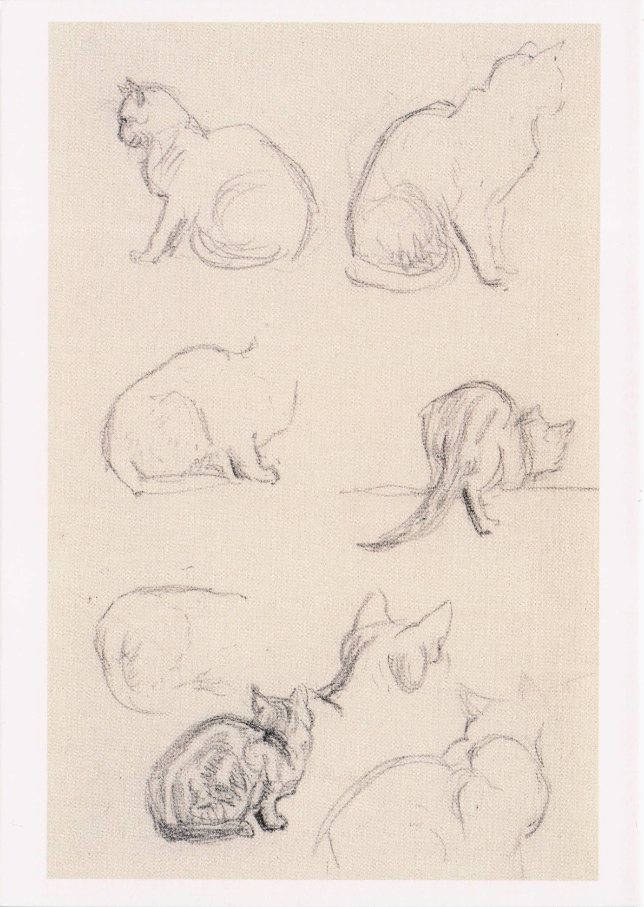 Helen Allingham Studies Of A Cat Old Pencil Sketch Cats Painting Postcard