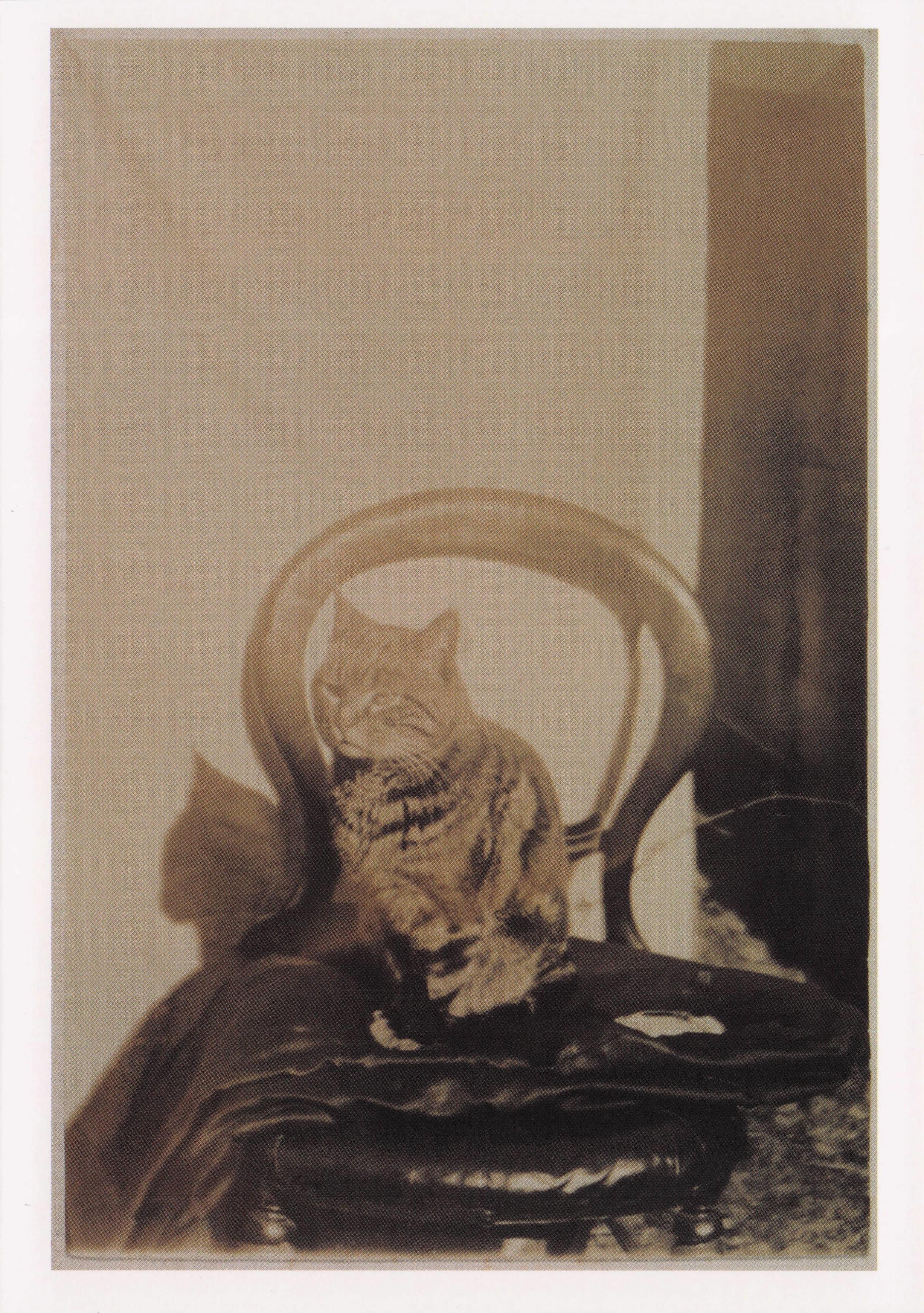 A.W.Turner Cat Seated On A Chair Victorian Cats Photographic Art Postcard