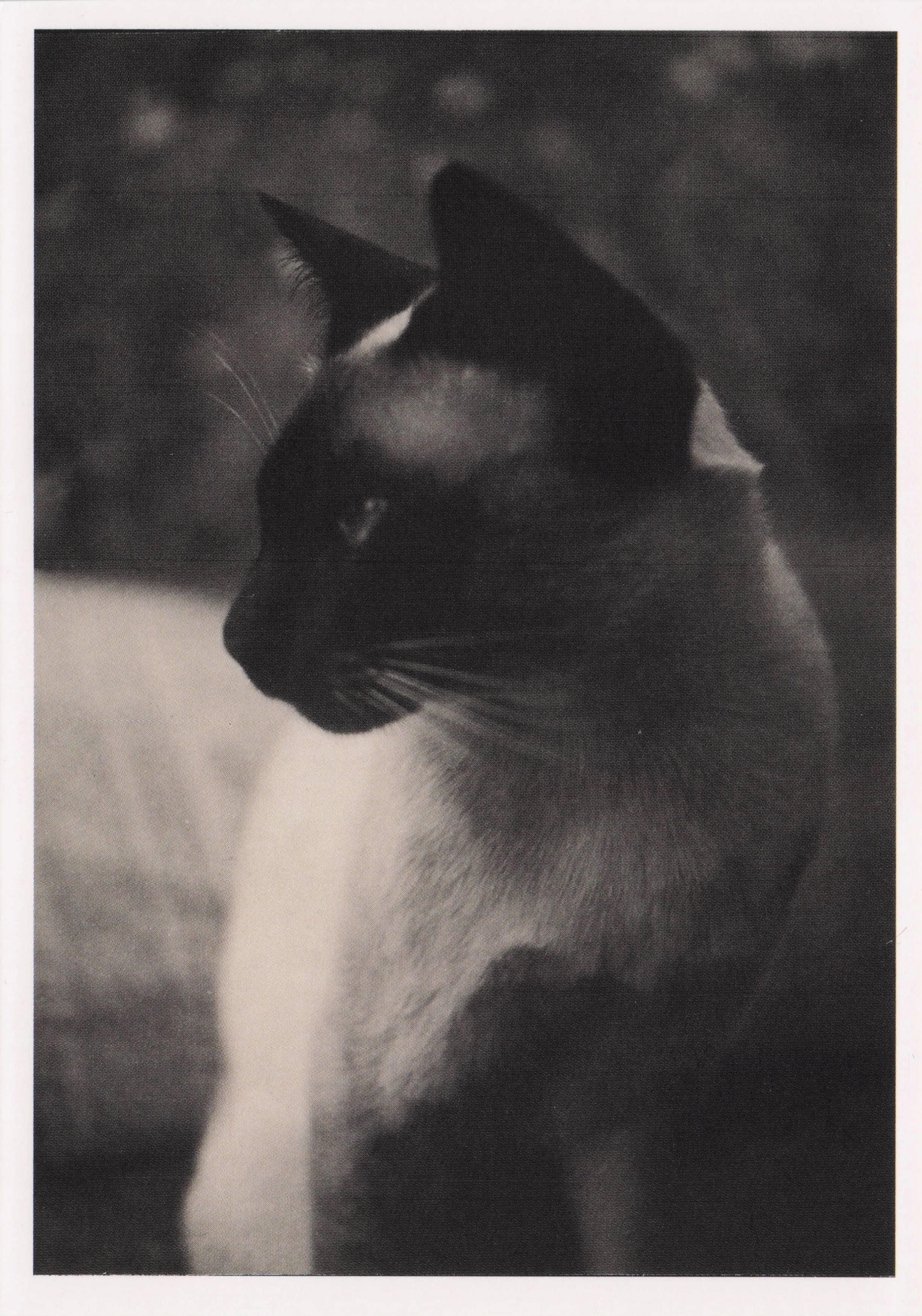 Curtis Moffat Siamese Cat Antique Avant Garde Photographic Art Cats Postcard