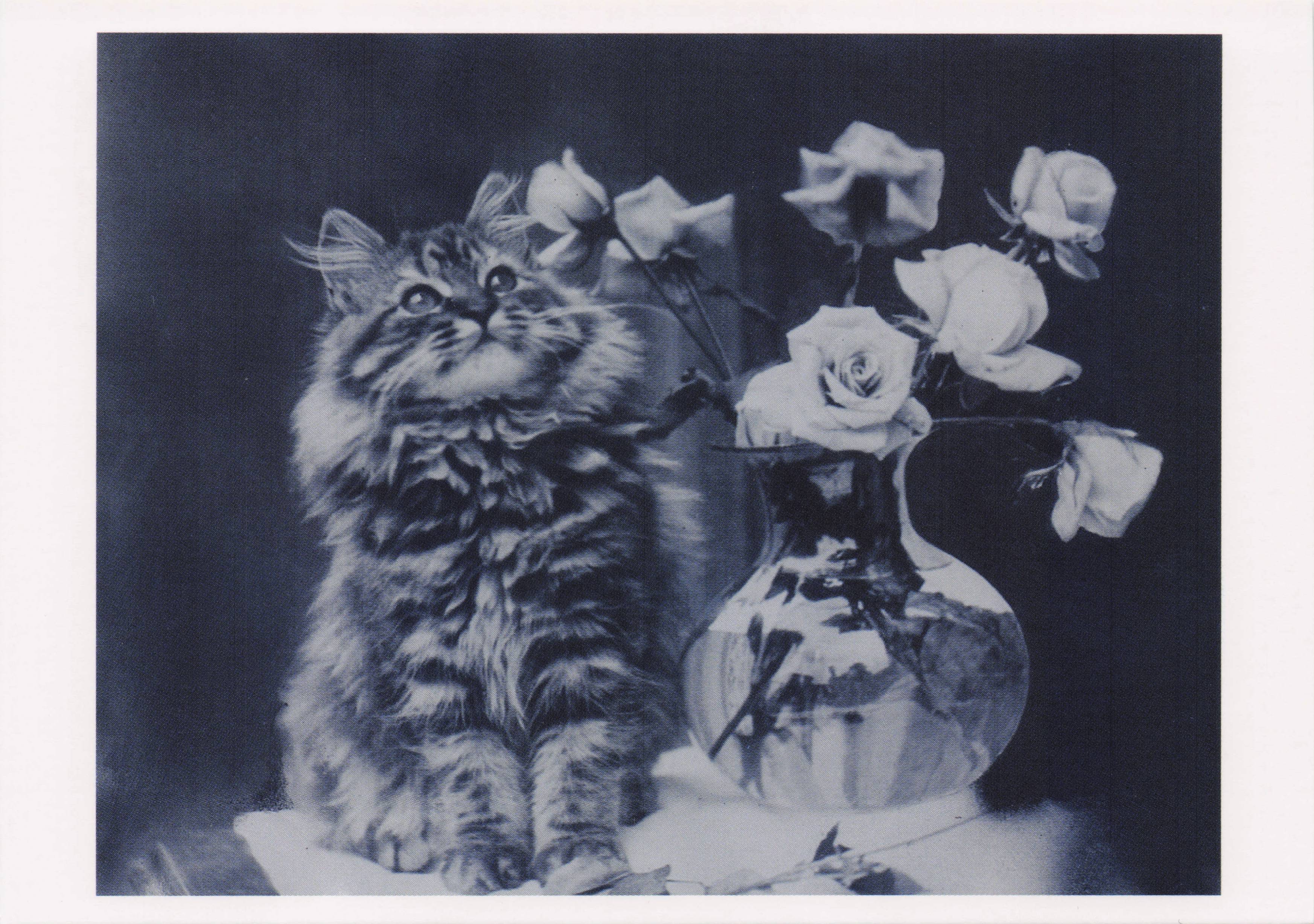 Cat & Flowers Antique Negative Print Photo Photographic Art Museum Postcard