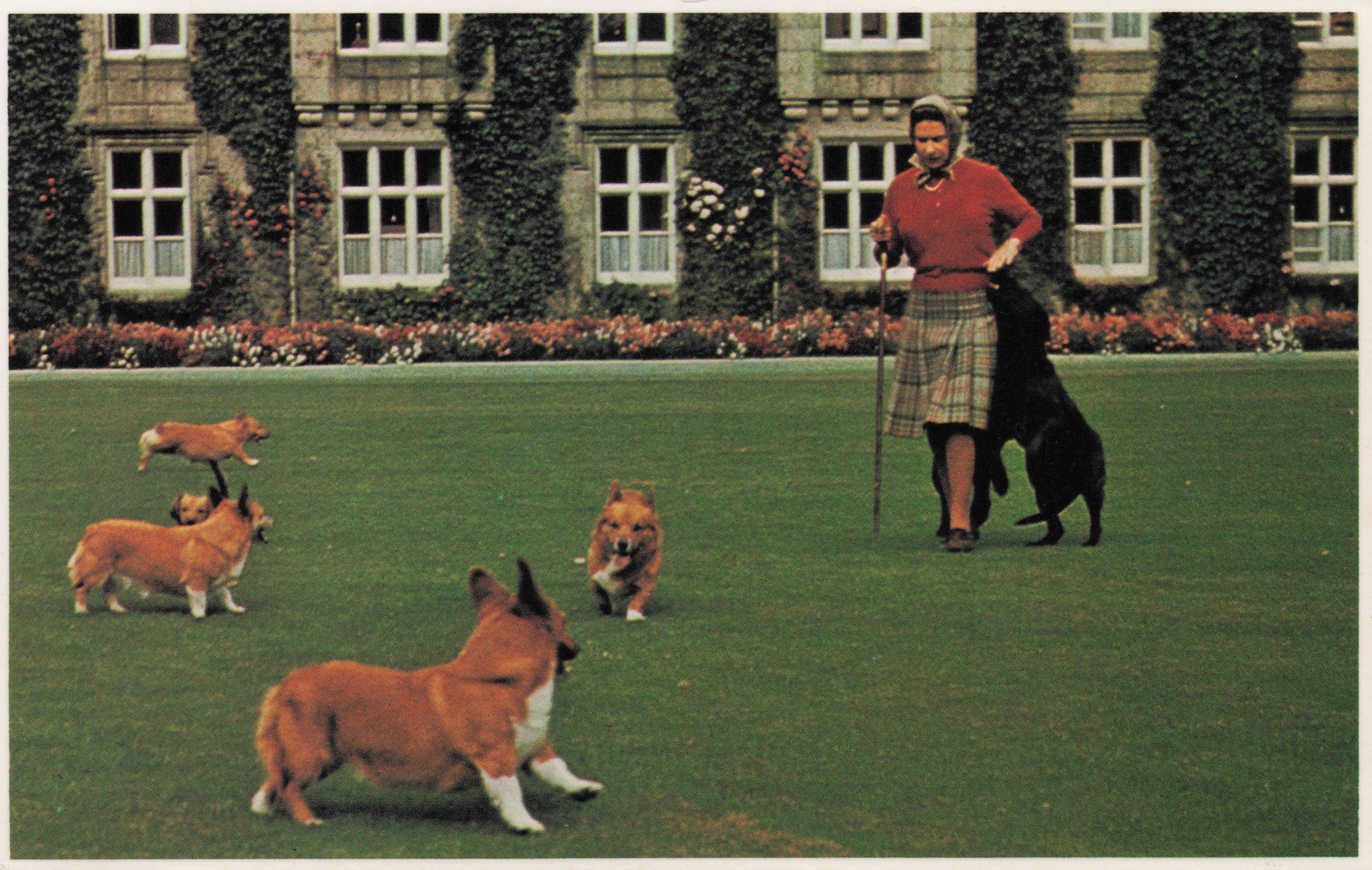 Queen Elizabeth II Royal Corgis Pet Dog Canine Games Royal Photo Postcard
