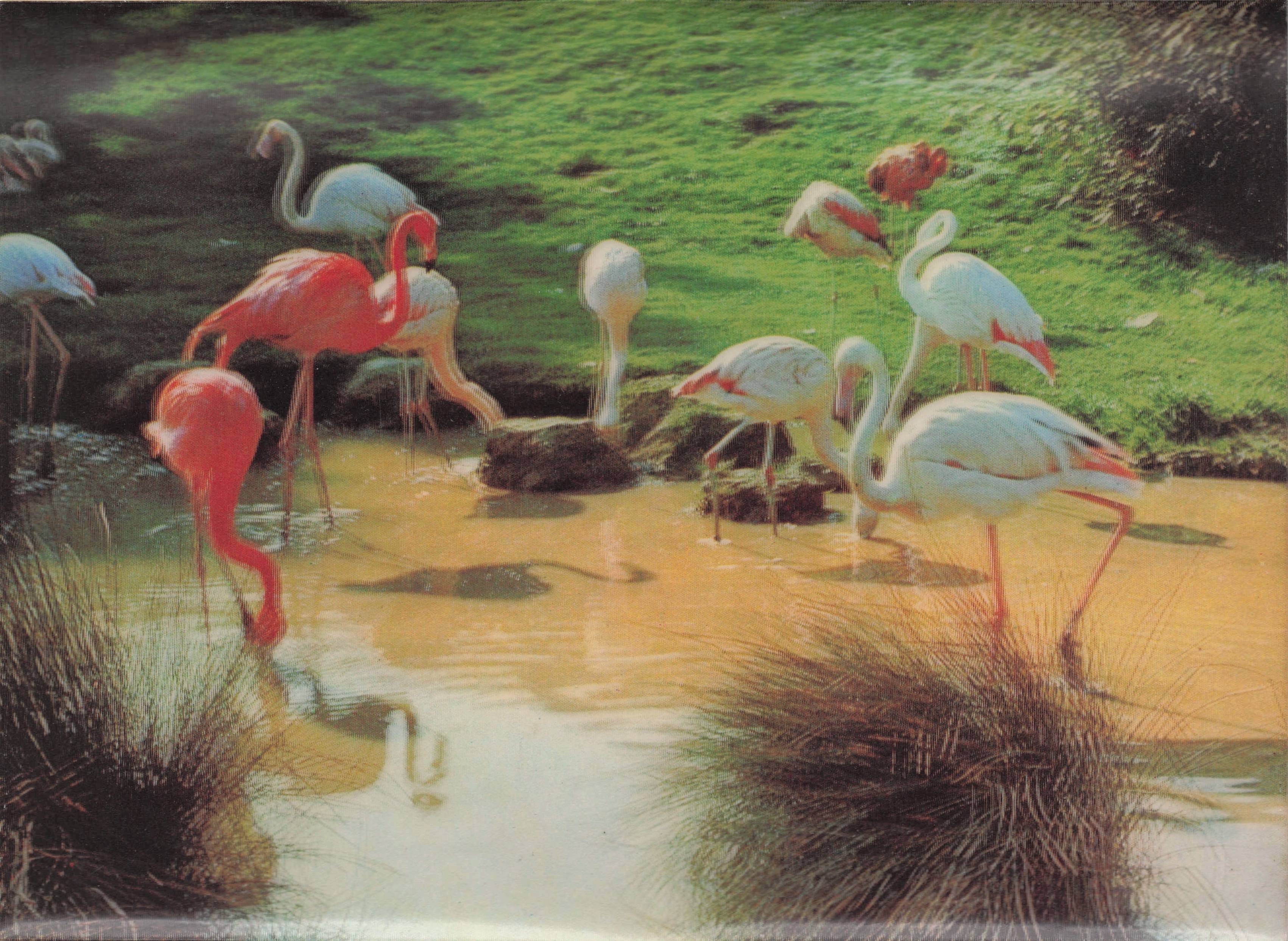 Flamingoes Birds River Reflections Three Dimensional Vintage 3D Rare Postcard