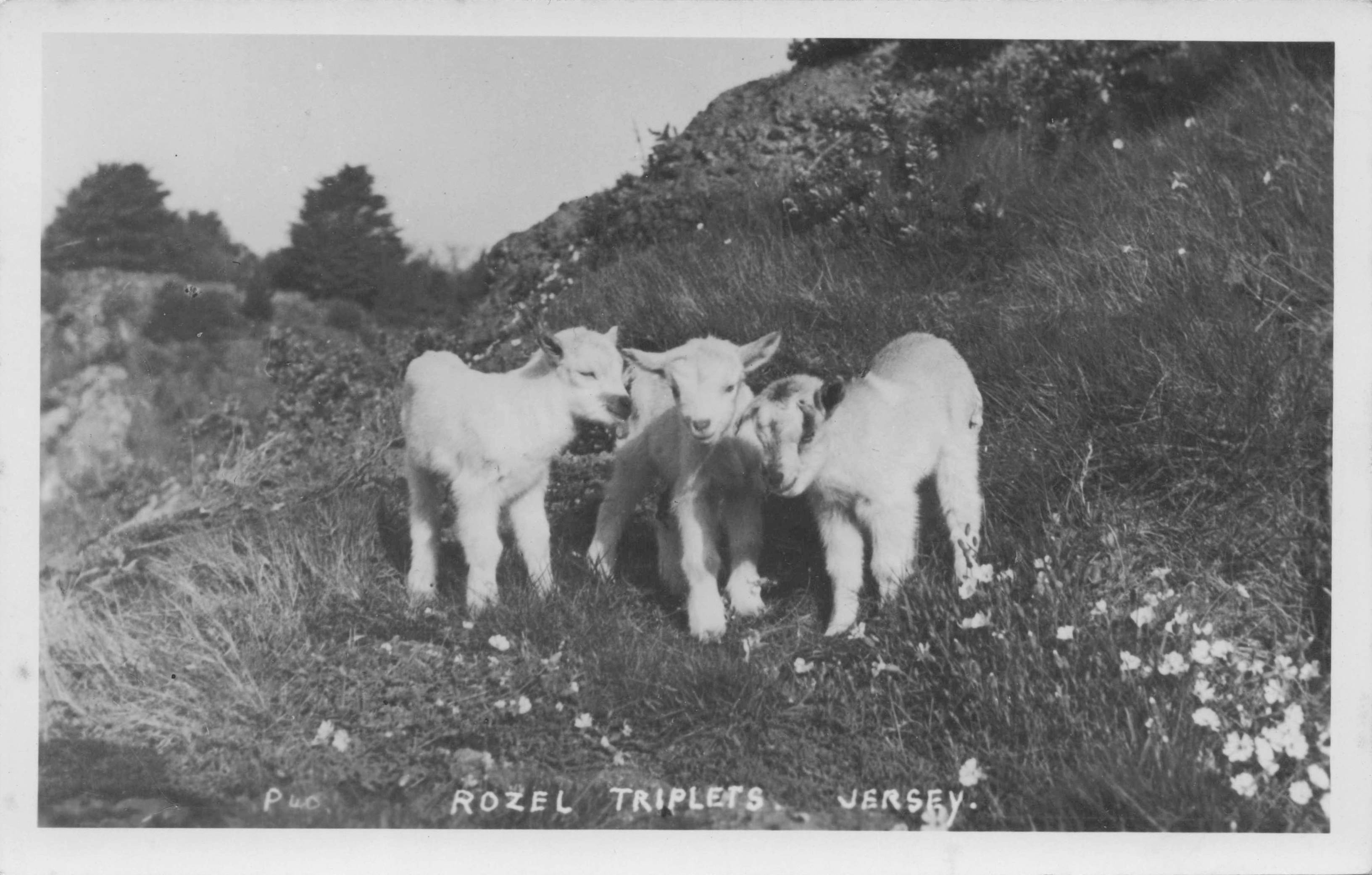 Rozel Triplets Jersey Baby Lambs Farm Cattle Grazing Antique Real Photo Postcard