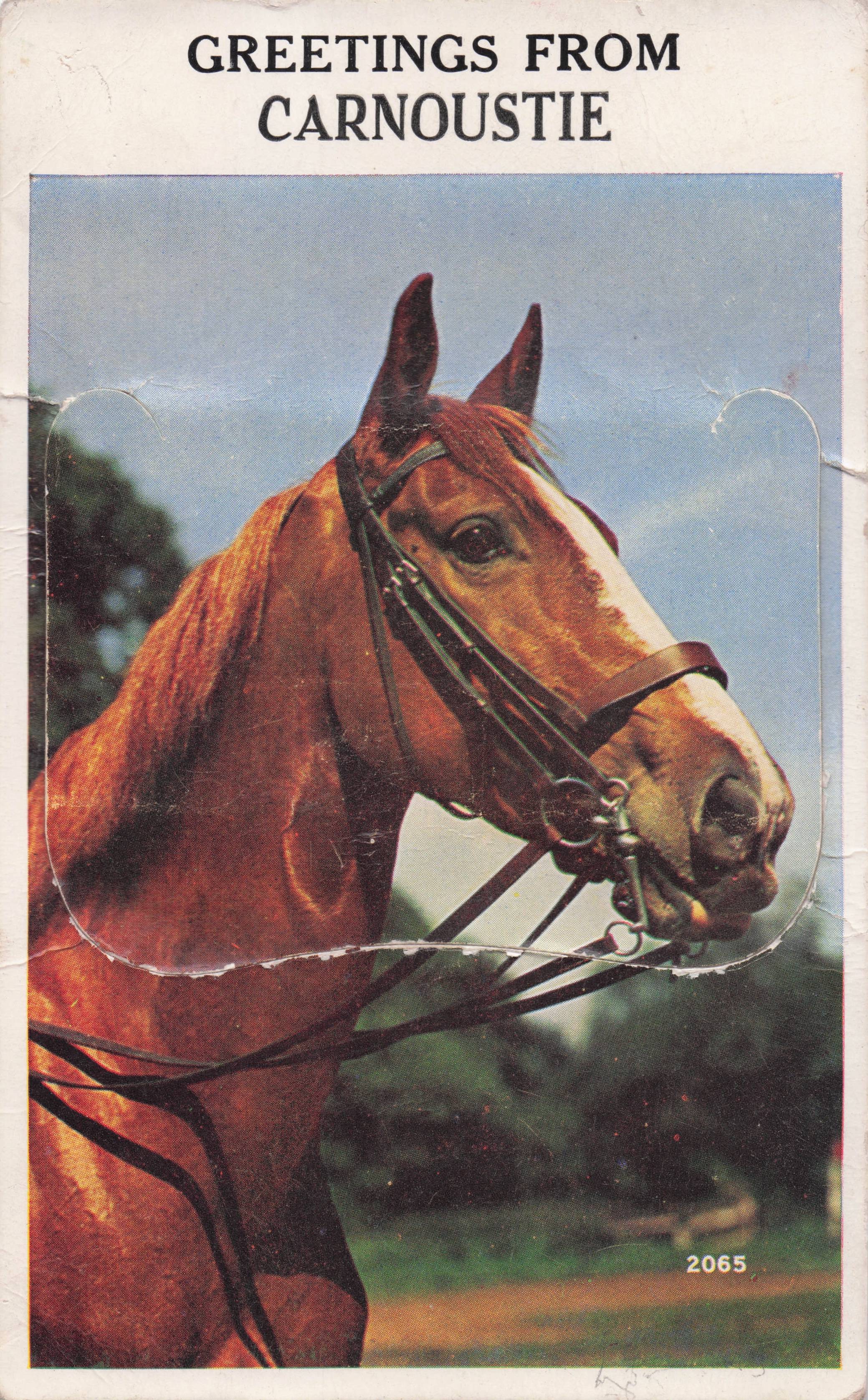 Greetings From Carnoustie Angus Scotland Horse Old Mailing Novelty Postcard