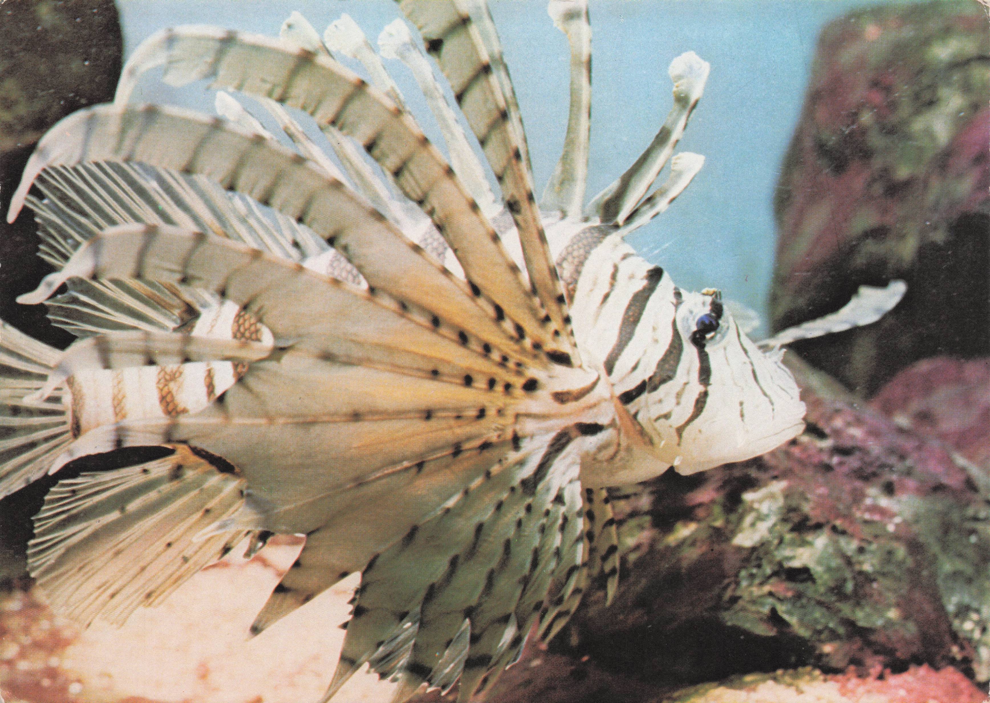 Scorpion Fish Farnham Underwater Sea World Surrey Rare Vintage Postcard