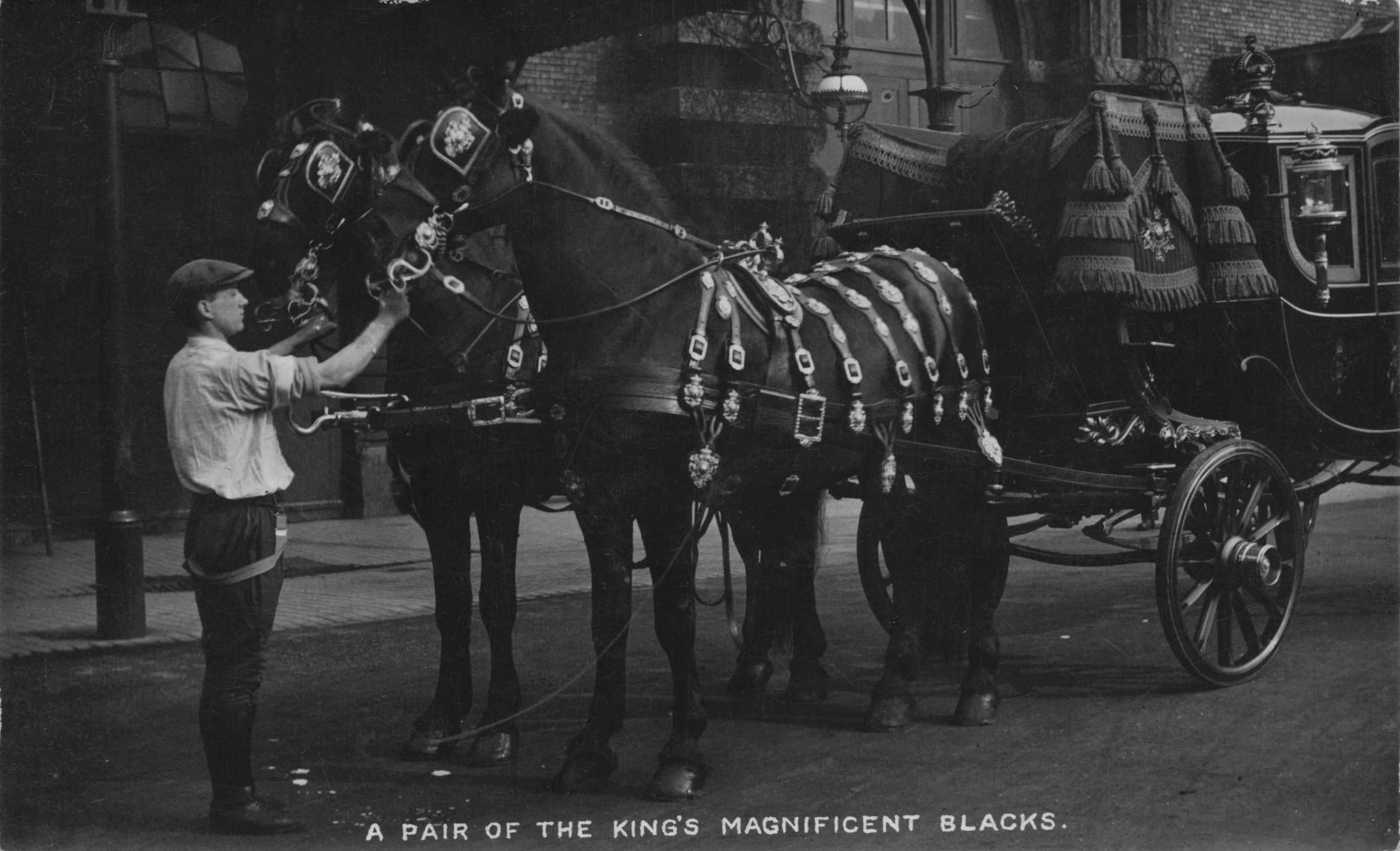 A Pair Of Magnificent King George V Black Horses & Trainer Royal Old RPC Postcard