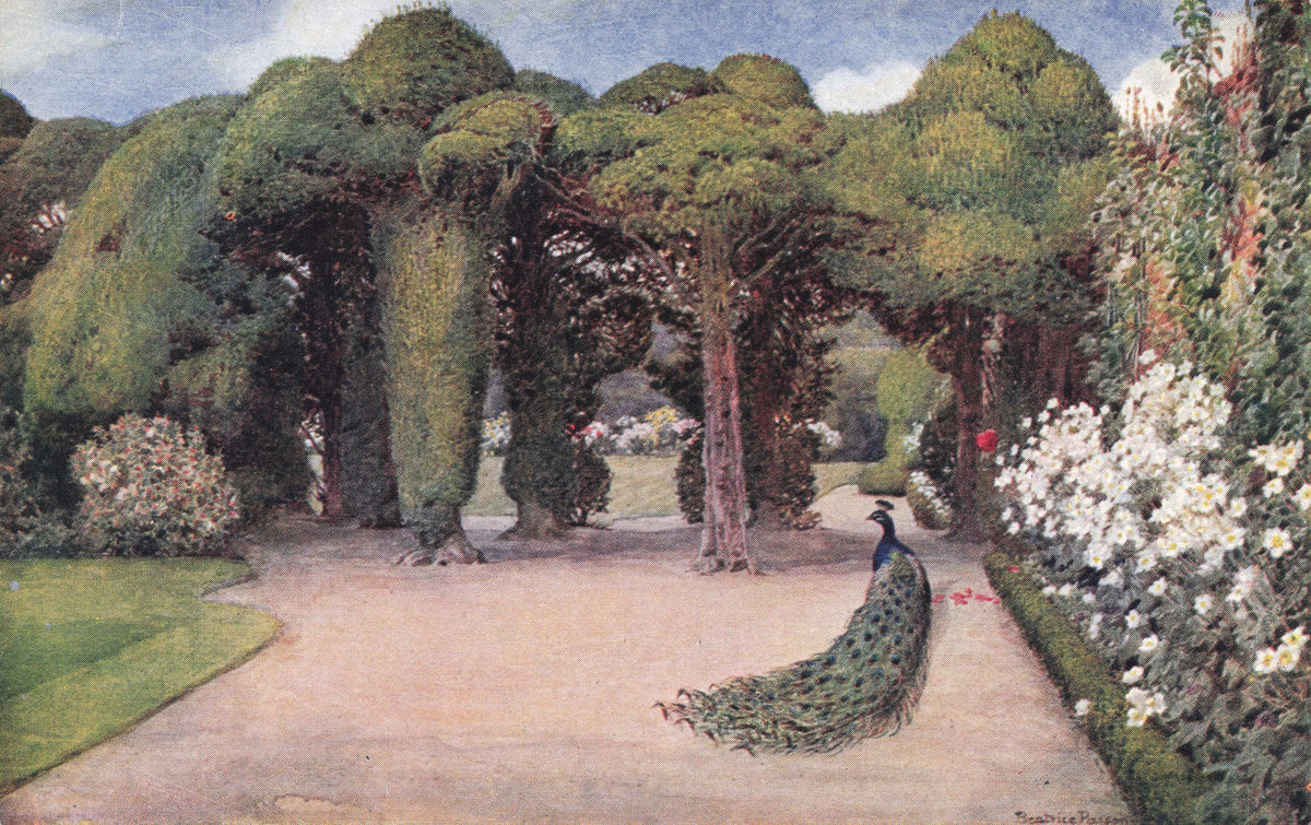 Peacock Bird at Ayscough Fee Hall Gardens Spalding Lincolnshire Old Postcard