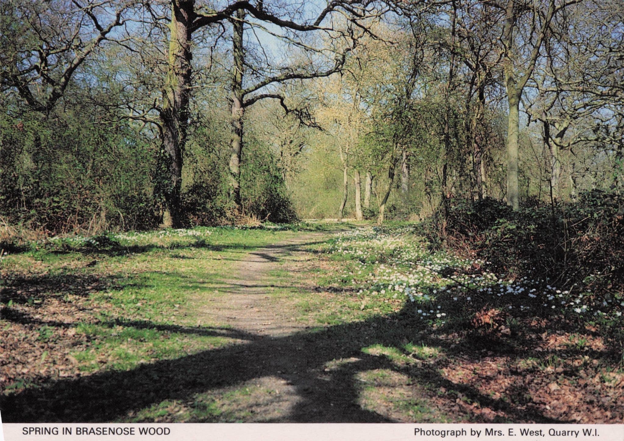 Brasenose Wood Forest Oxford Women's Institute Postcard