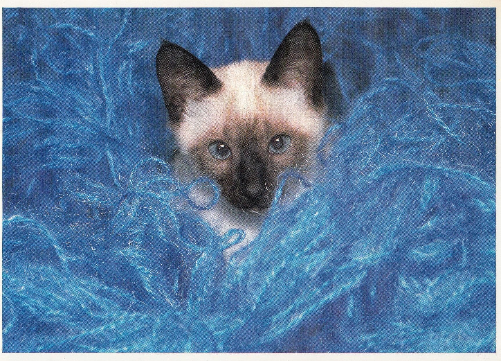 Kitten Cat Please Stroke Me on Bed of Blue String French Postcard