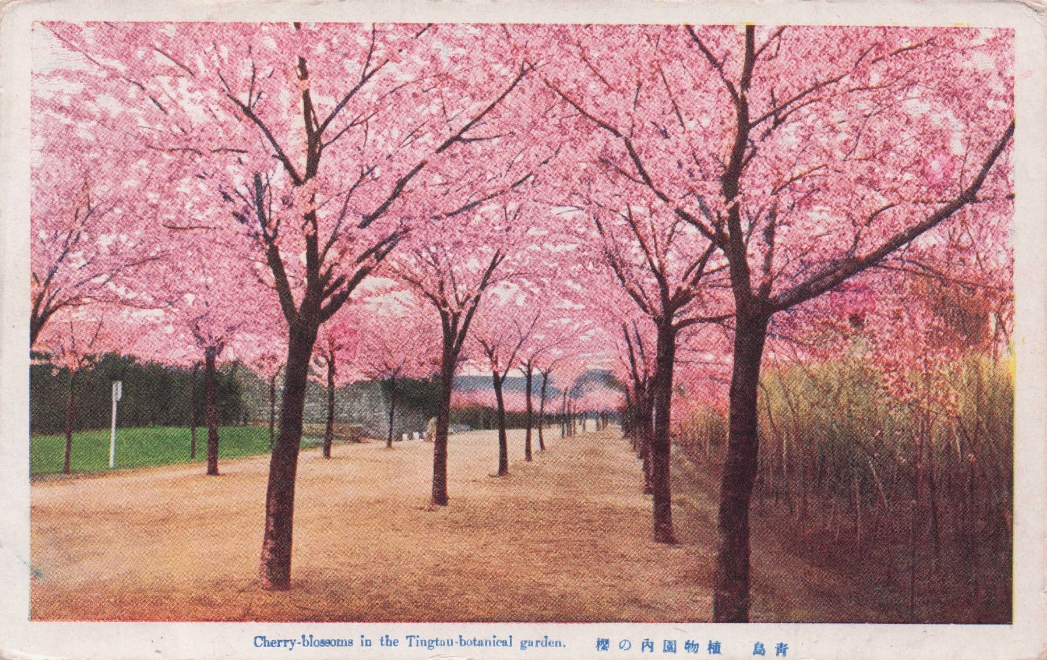 Cherry Blossoms in Tingtau Botanical Gardens Japanese Old Postcard