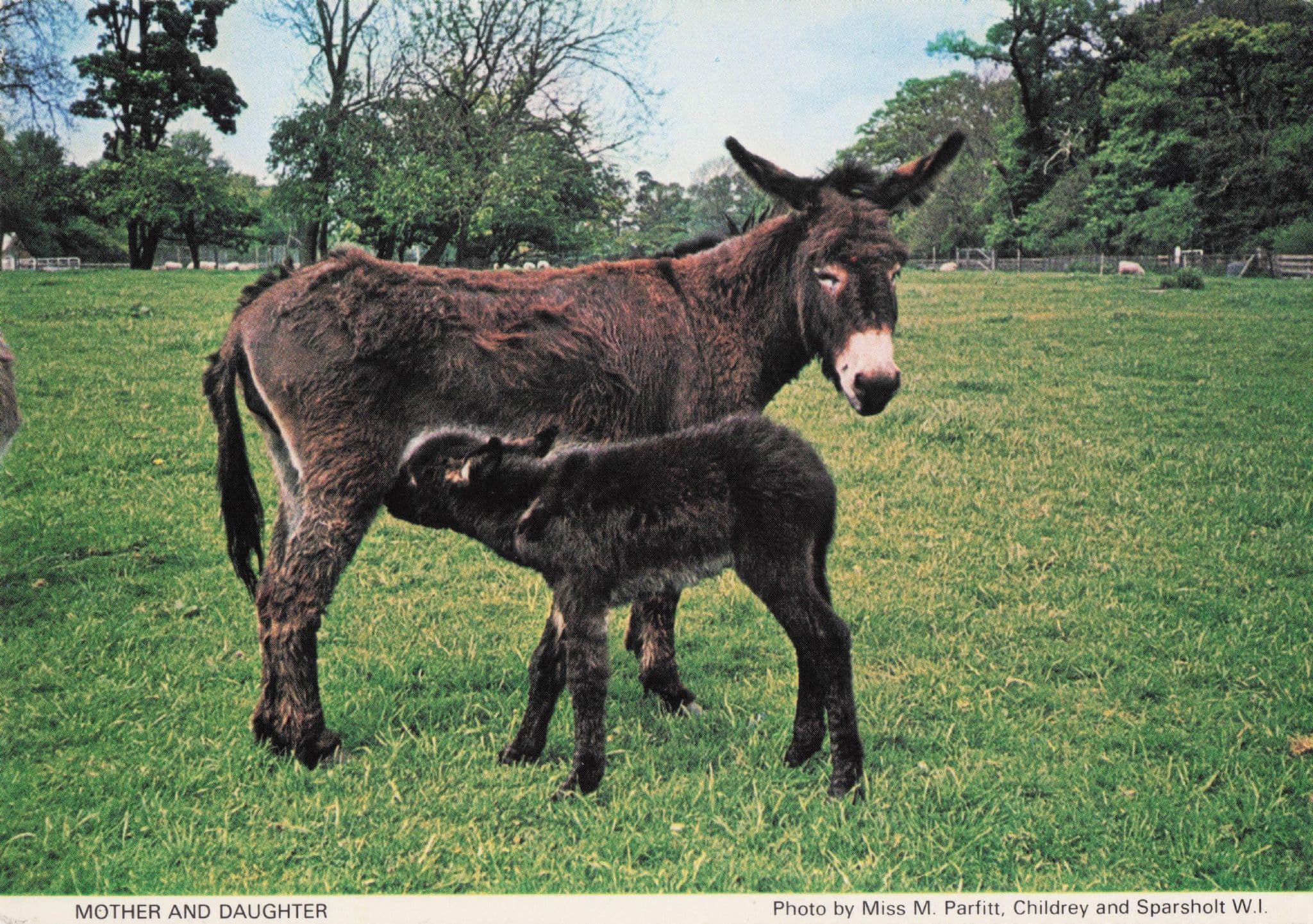 Childrey Sparsholt Mother & Daughter Farm Pony Donkey Oxford WI Postcard