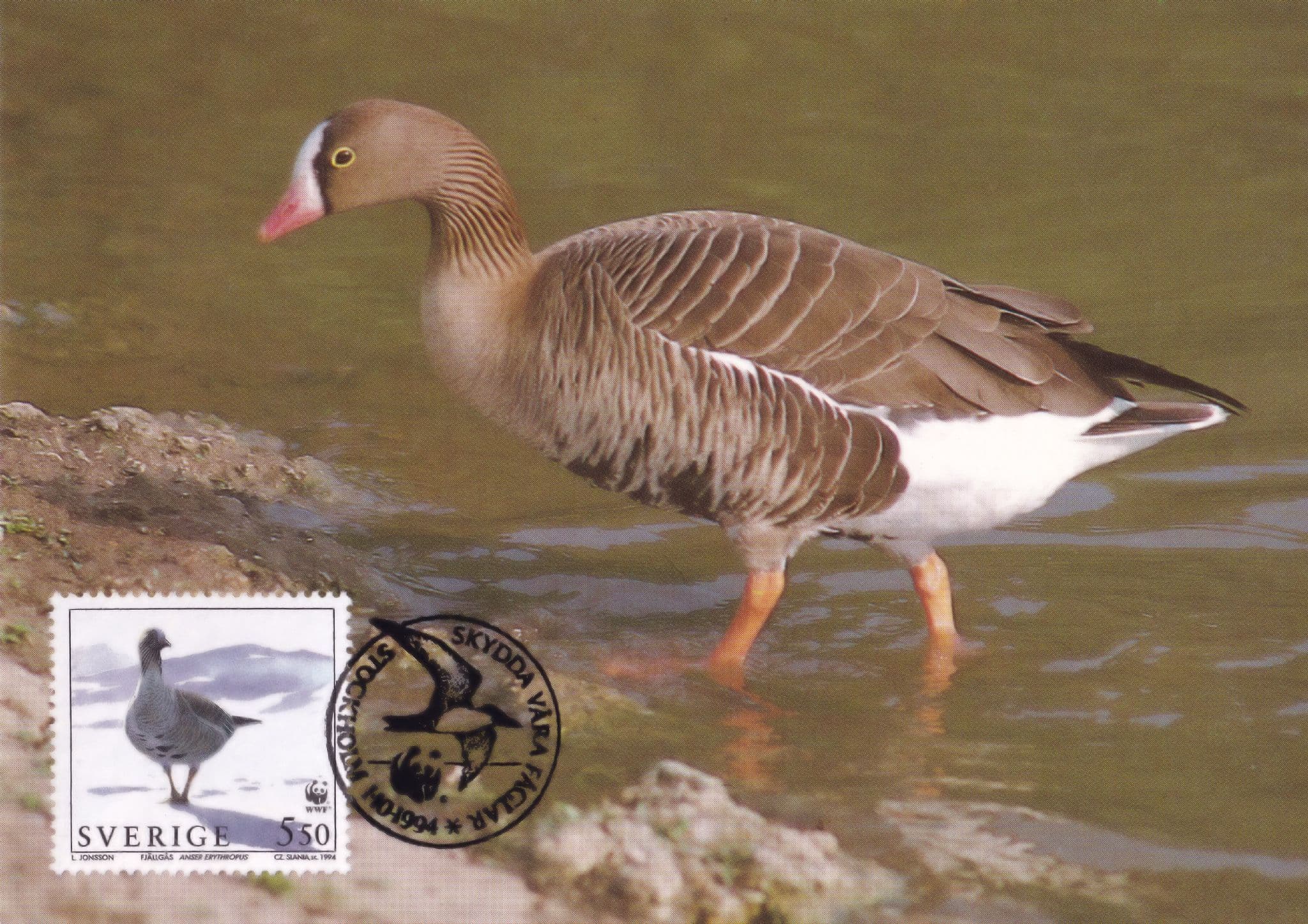 Lesser White Fronted Goose Swedish Bird WWF FDC Stamp Postcard