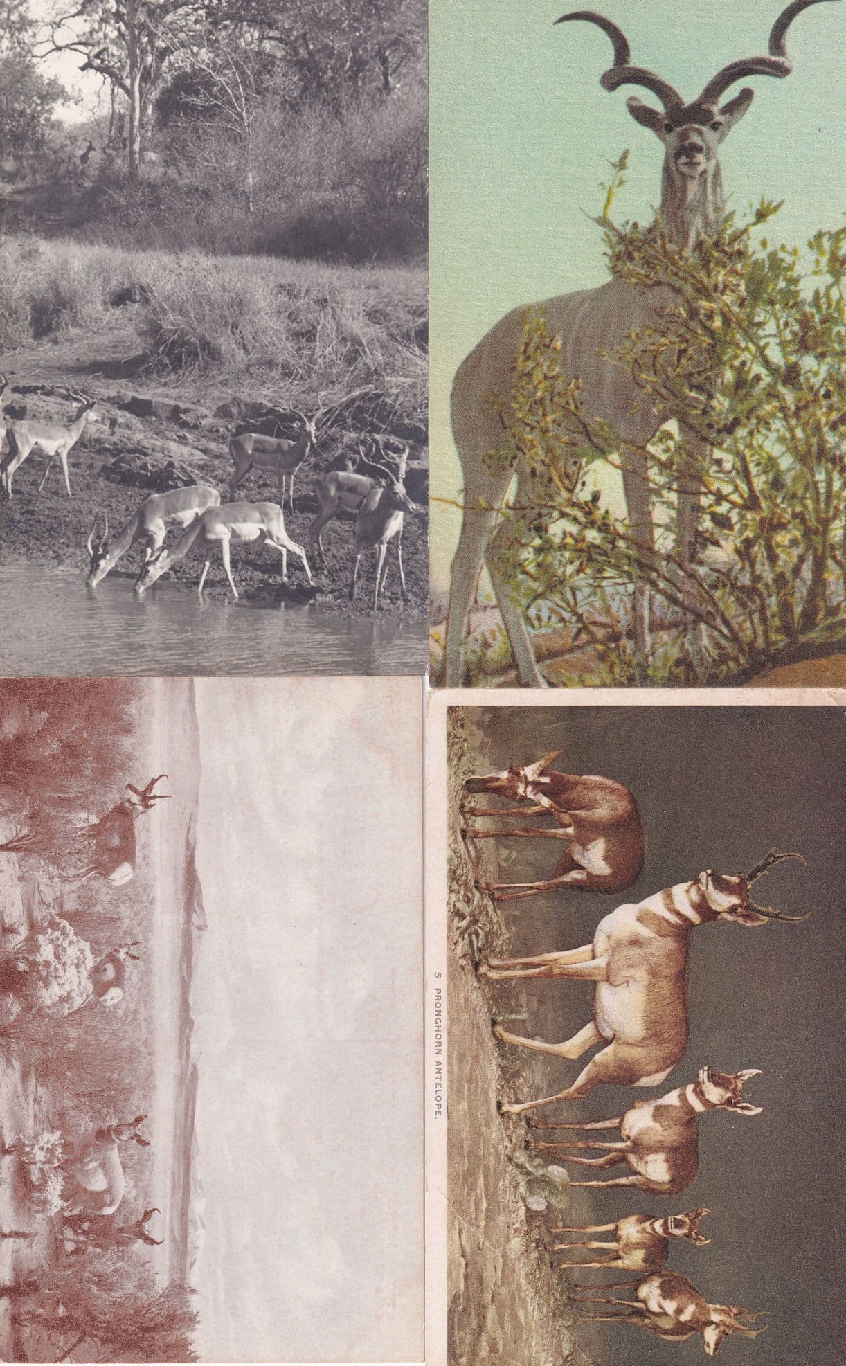 4x American Antelope Antique incl California Park Postcard s