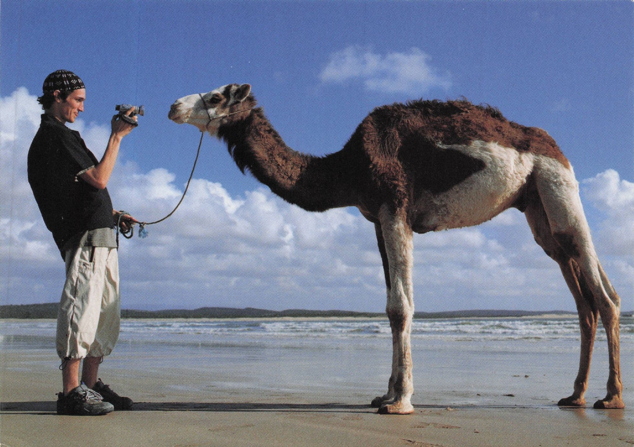 Man Taking Selfie With Camel With Camera Fashion Advertising Postcard