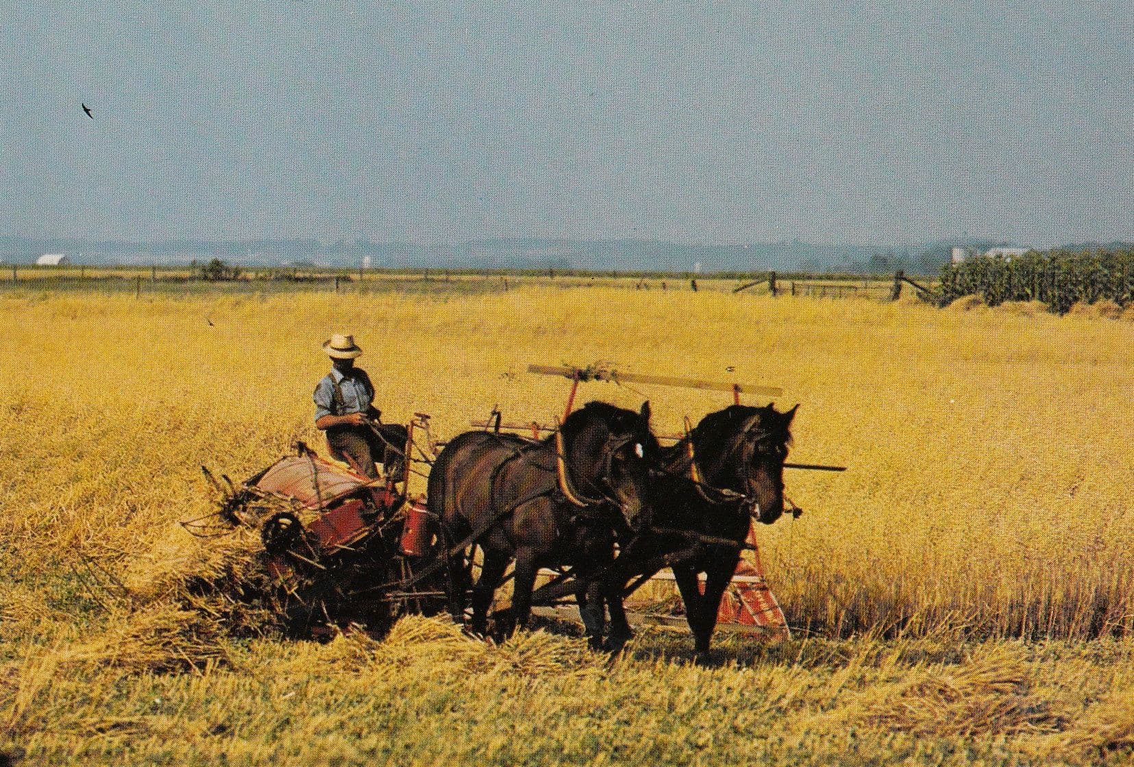 Mennonite Farmer in Elmira Ontario Canada Postcard