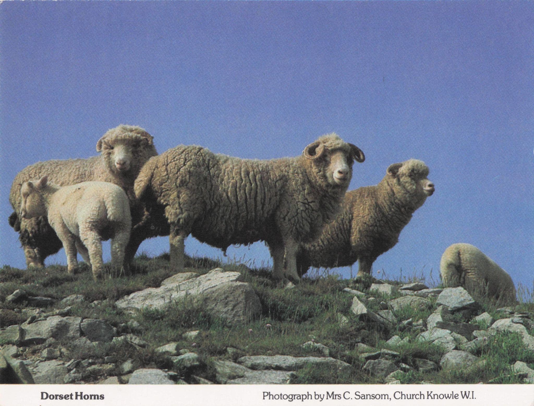 Dorset Farm Sheep Ewes Horns Women's Institute Postcard